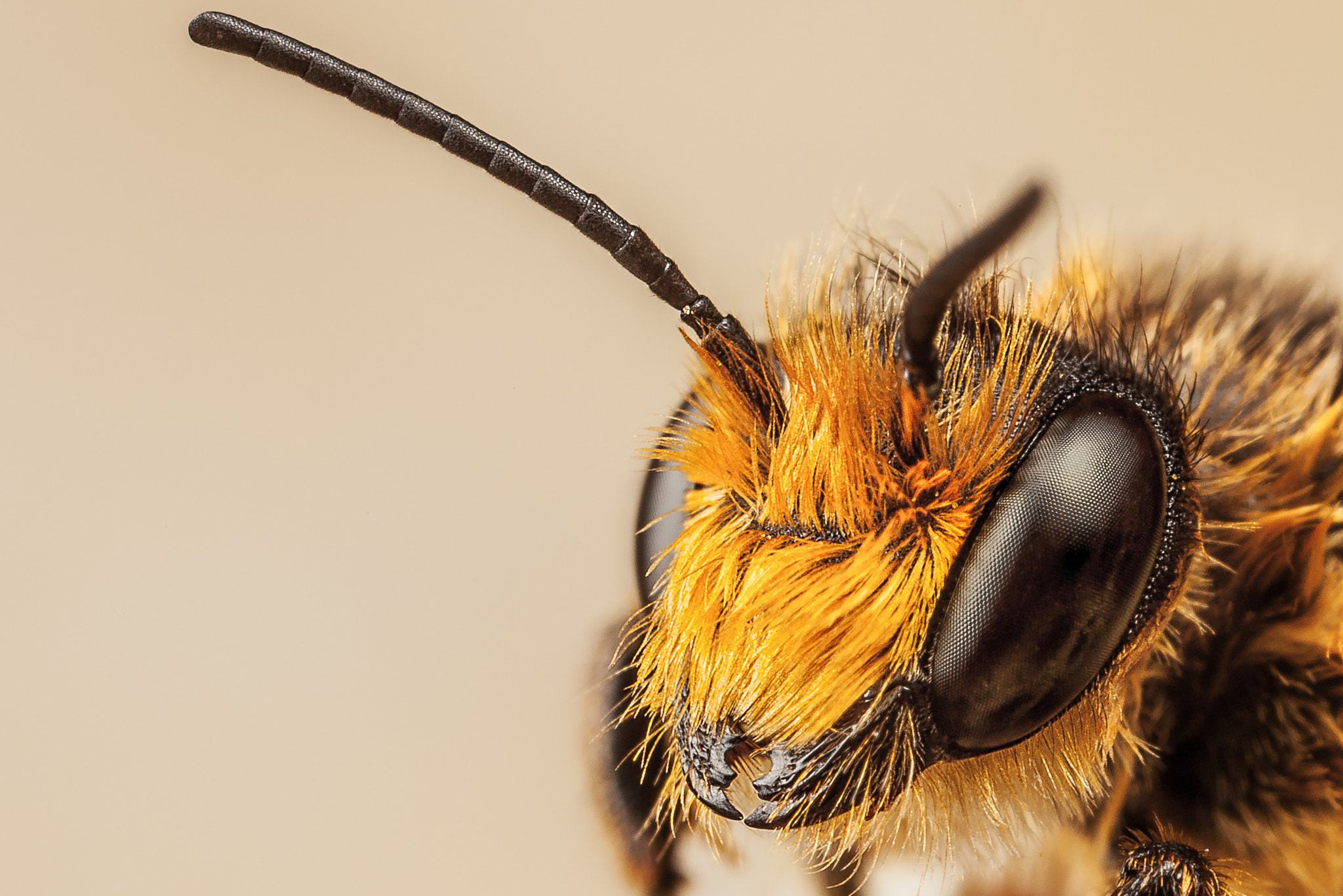 Canon EOS 5D Mark II + Canon MP-E 65mm F2.5 1-5x Macro Photo sample photo. Red mason bee photography