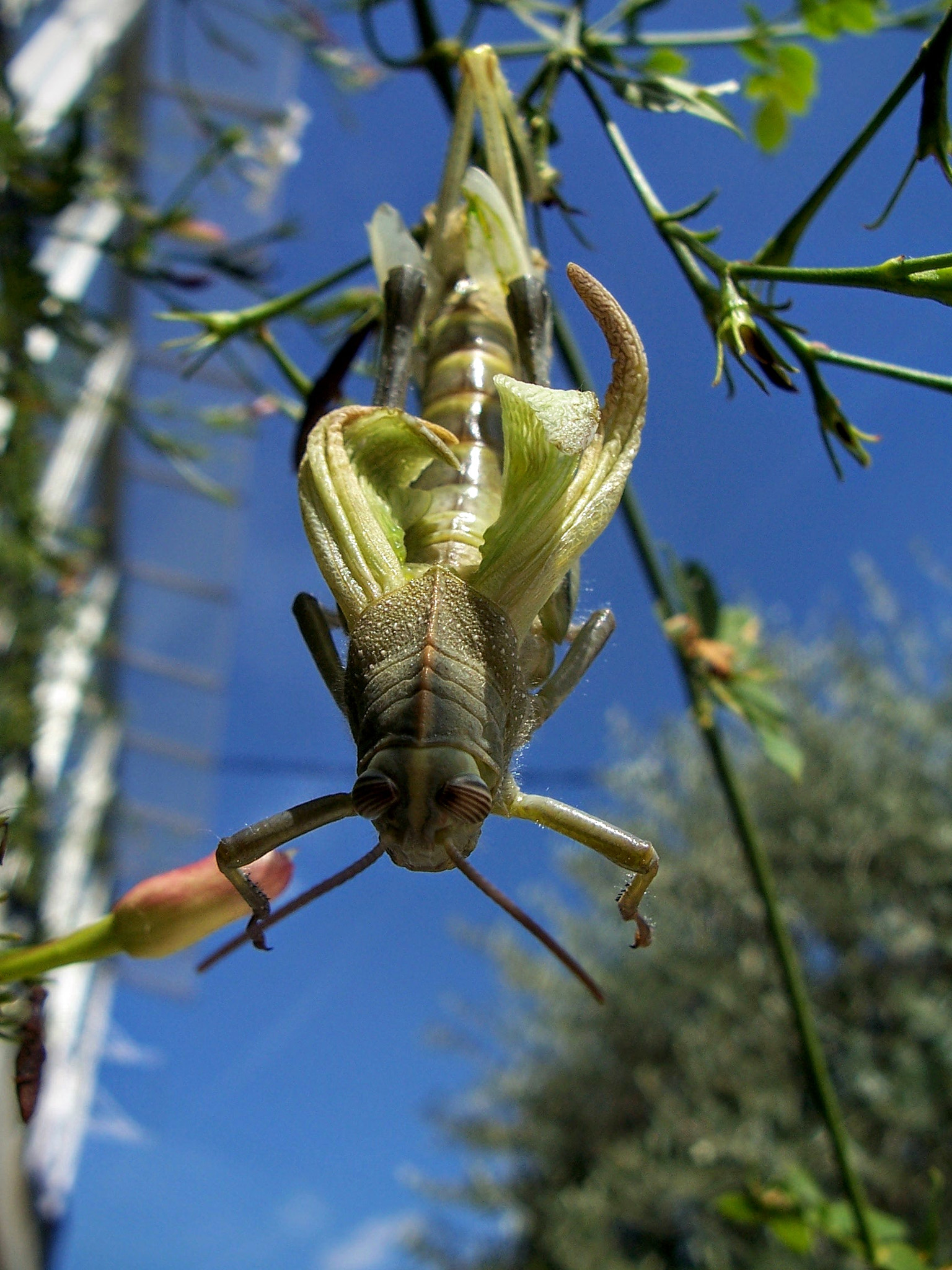 Kodak Z700 ZOOM DIGITAL CAMERA sample photo. Insect molting photography
