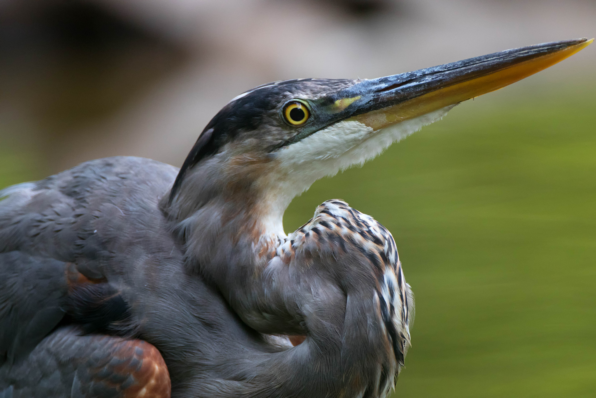 Canon EF 500mm F4L IS USM sample photo. Heron in attack pose photography
