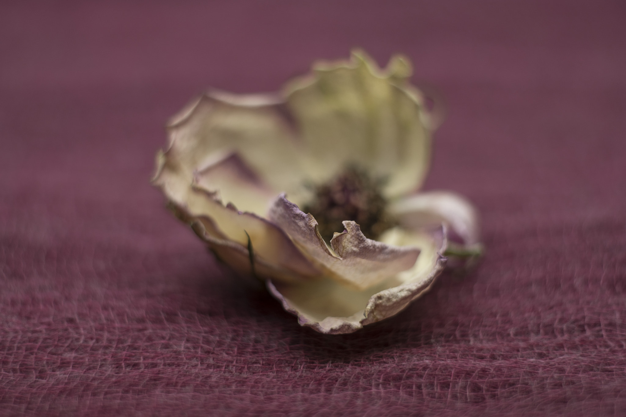 Fujifilm X-Pro2 + Fujifilm XF 60mm F2.4 R Macro sample photo
