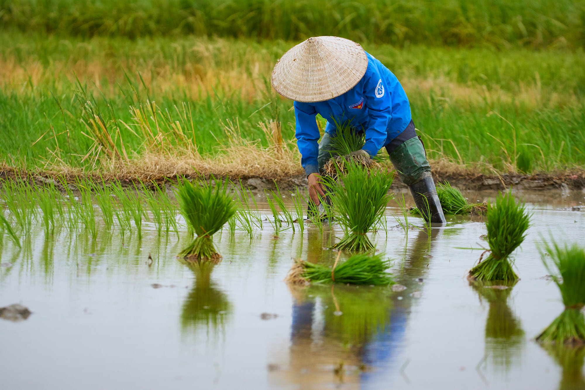 Sony ILCA-77M2 + 70-200mm F2.8 sample photo. Planting photography