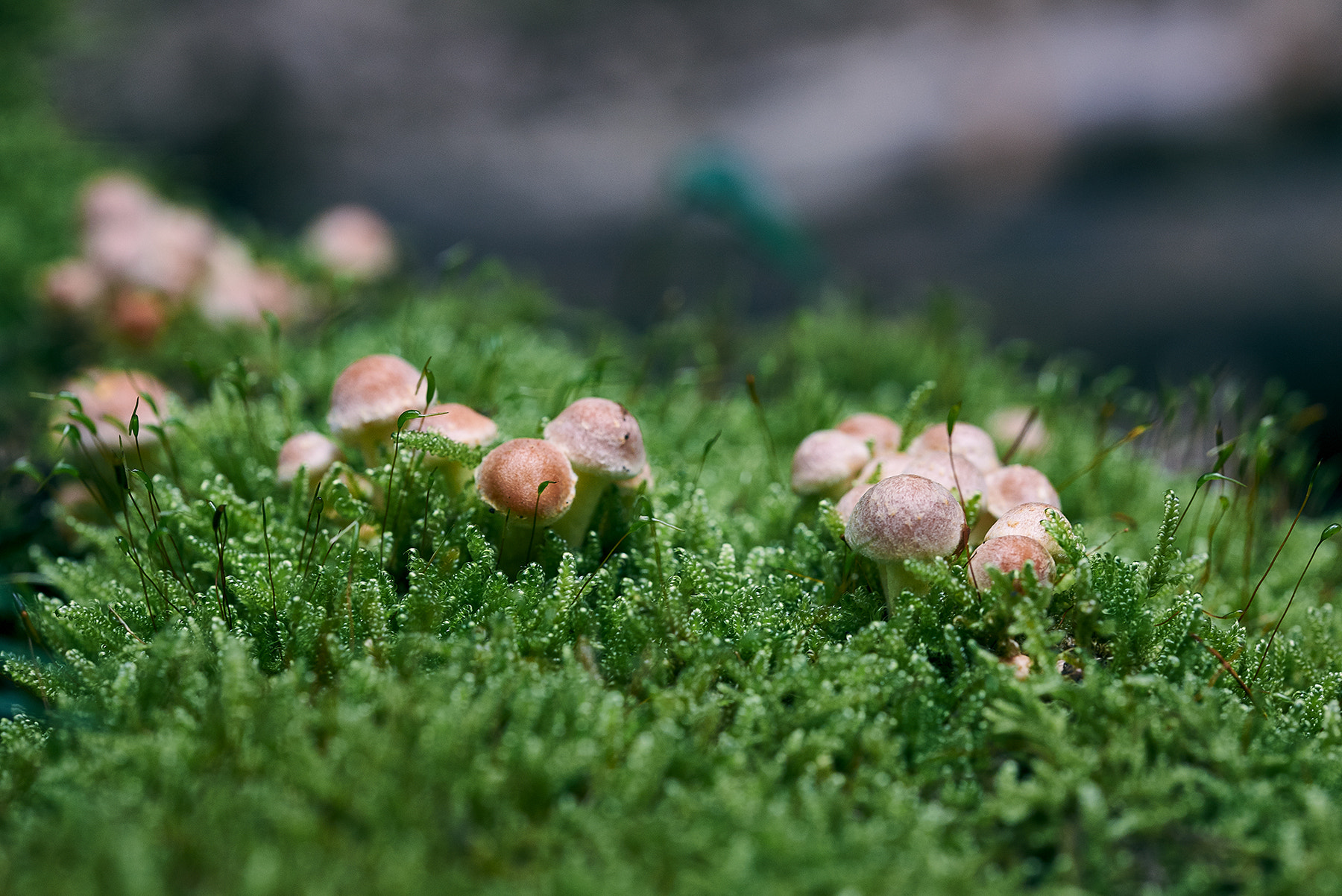 Sigma 105mm F2.8 EX DG OS HSM sample photo. Mushrooms photography