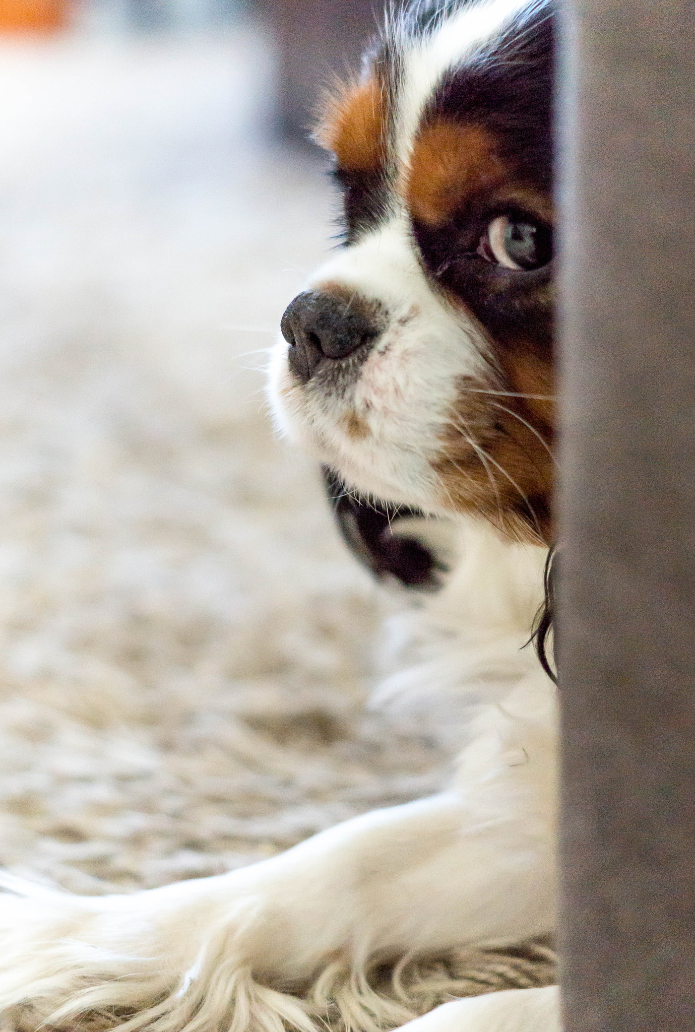 Sony SLT-A77 + Sony DT 50mm F1.8 SAM sample photo. Ippy photography