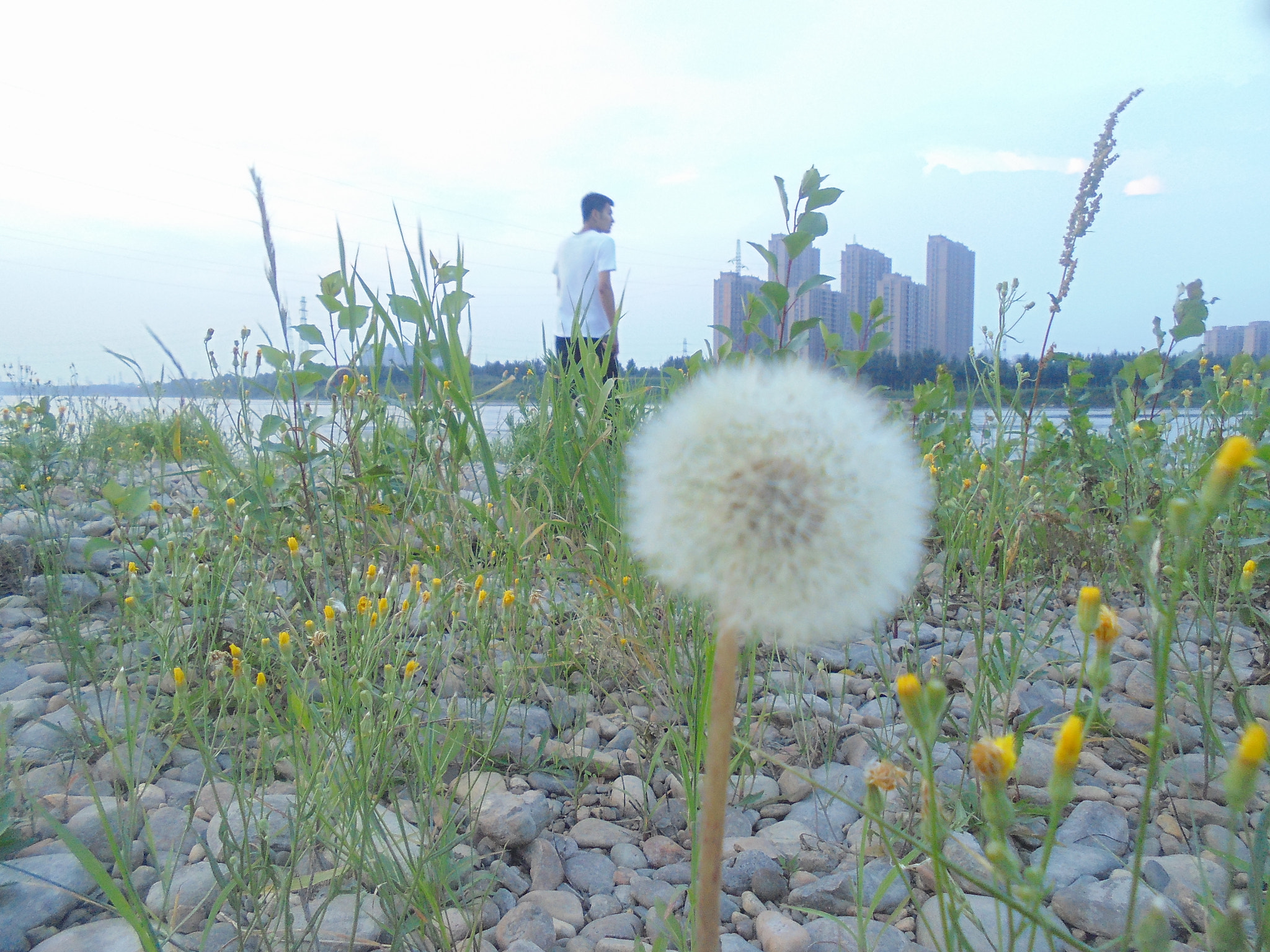 Sony DSC-W670 sample photo. 蒲公英 photography
