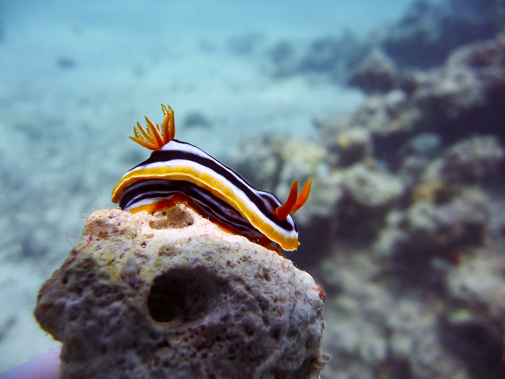 Panasonic DMC-TZ15 sample photo. Pyjama nudibranch photography