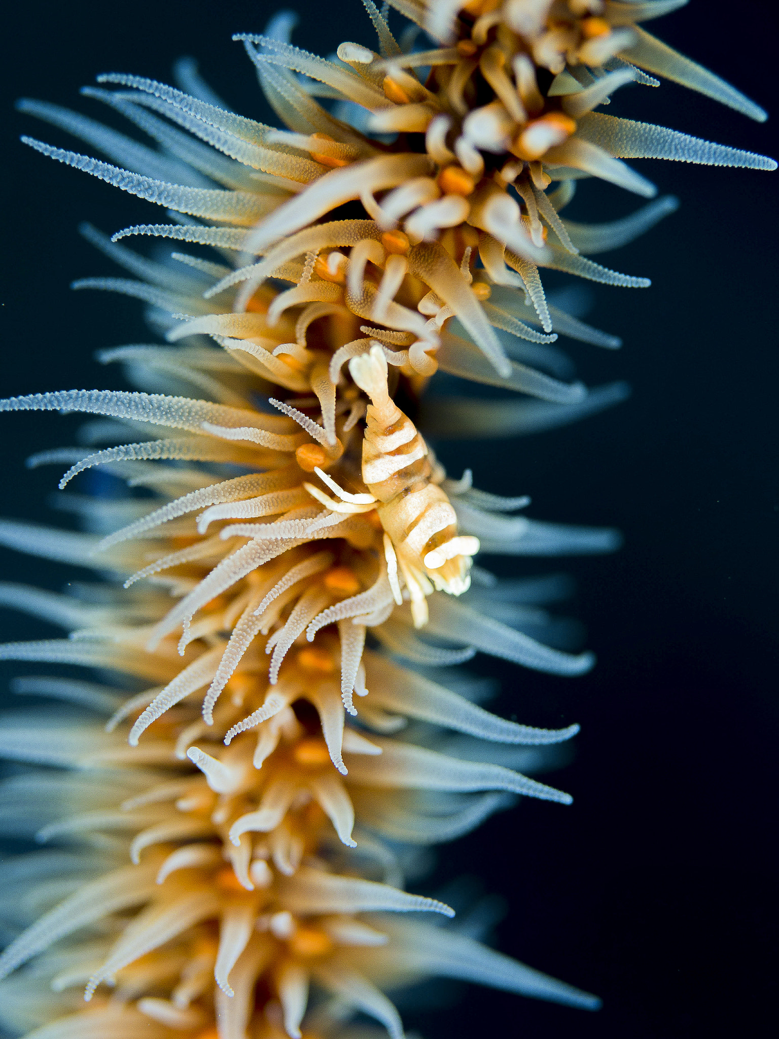 Olympus PEN E-PL5 sample photo. My home is my coral. photography