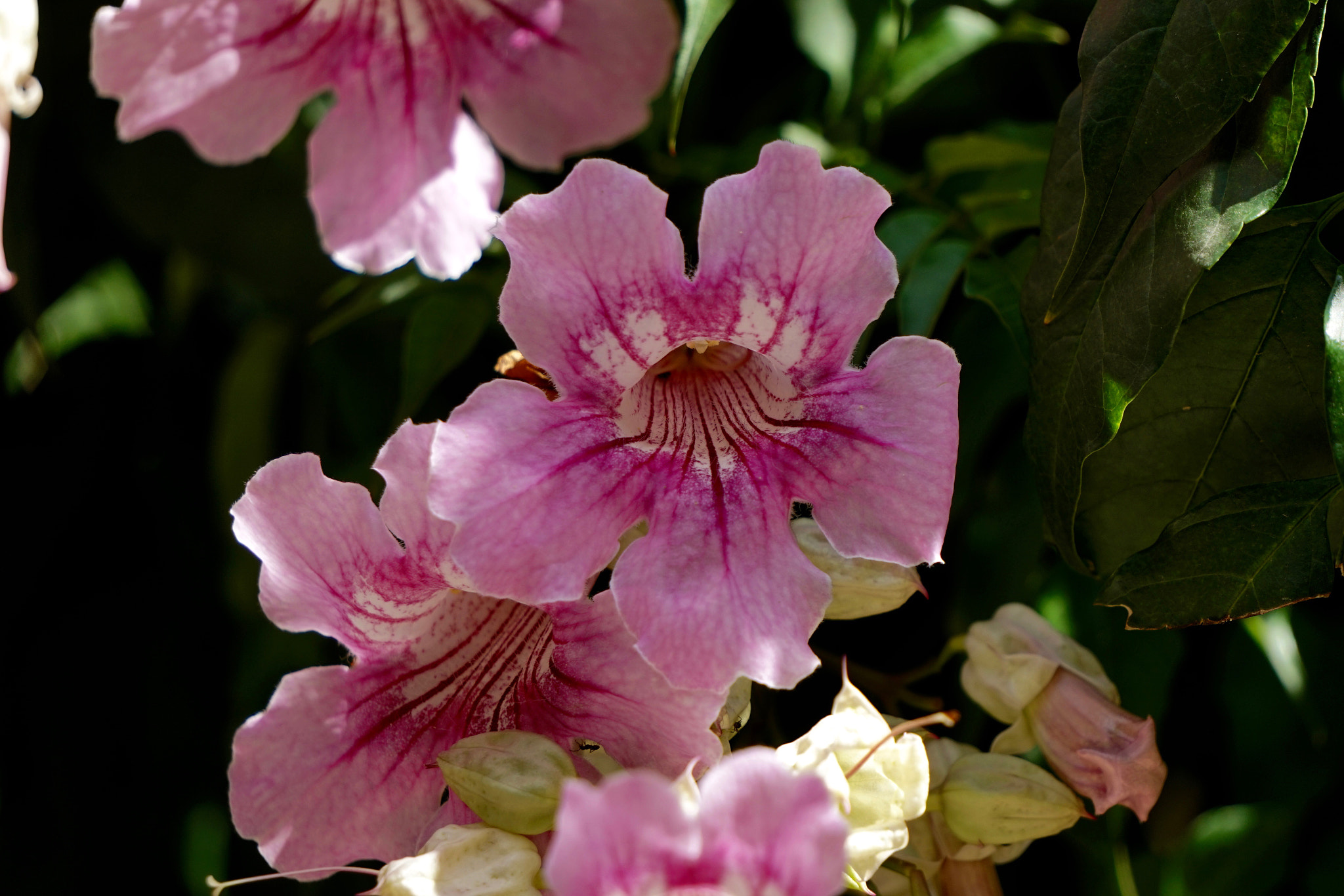 Sony E 55-210mm F4.5-6.3 OSS sample photo. Flores rosas photography
