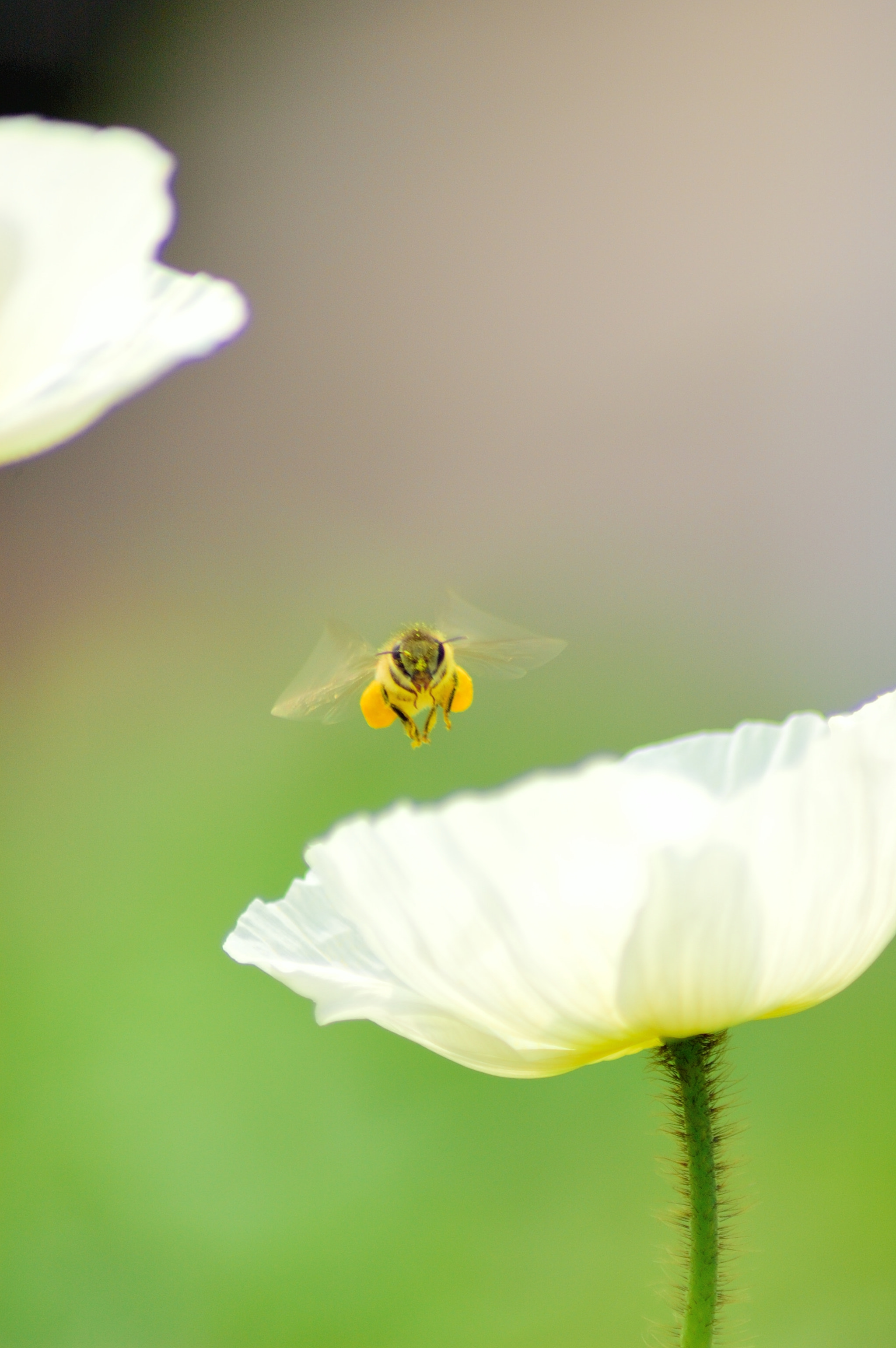 Nikon AF Nikkor 70-300mm F4-5.6G sample photo. Bee photography