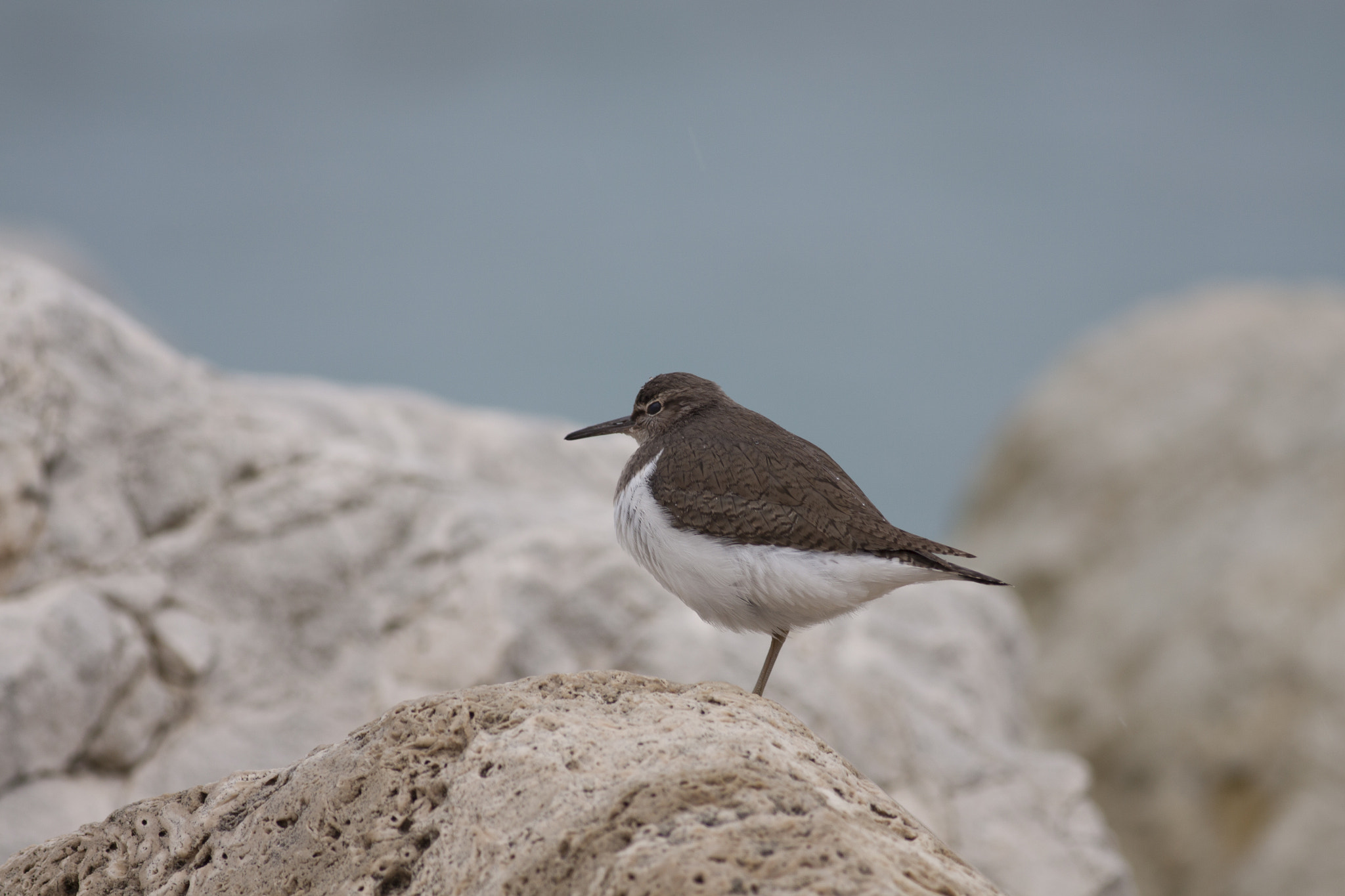 Canon EOS 50D + Canon EF 400mm F5.6L USM sample photo. Little bird photography