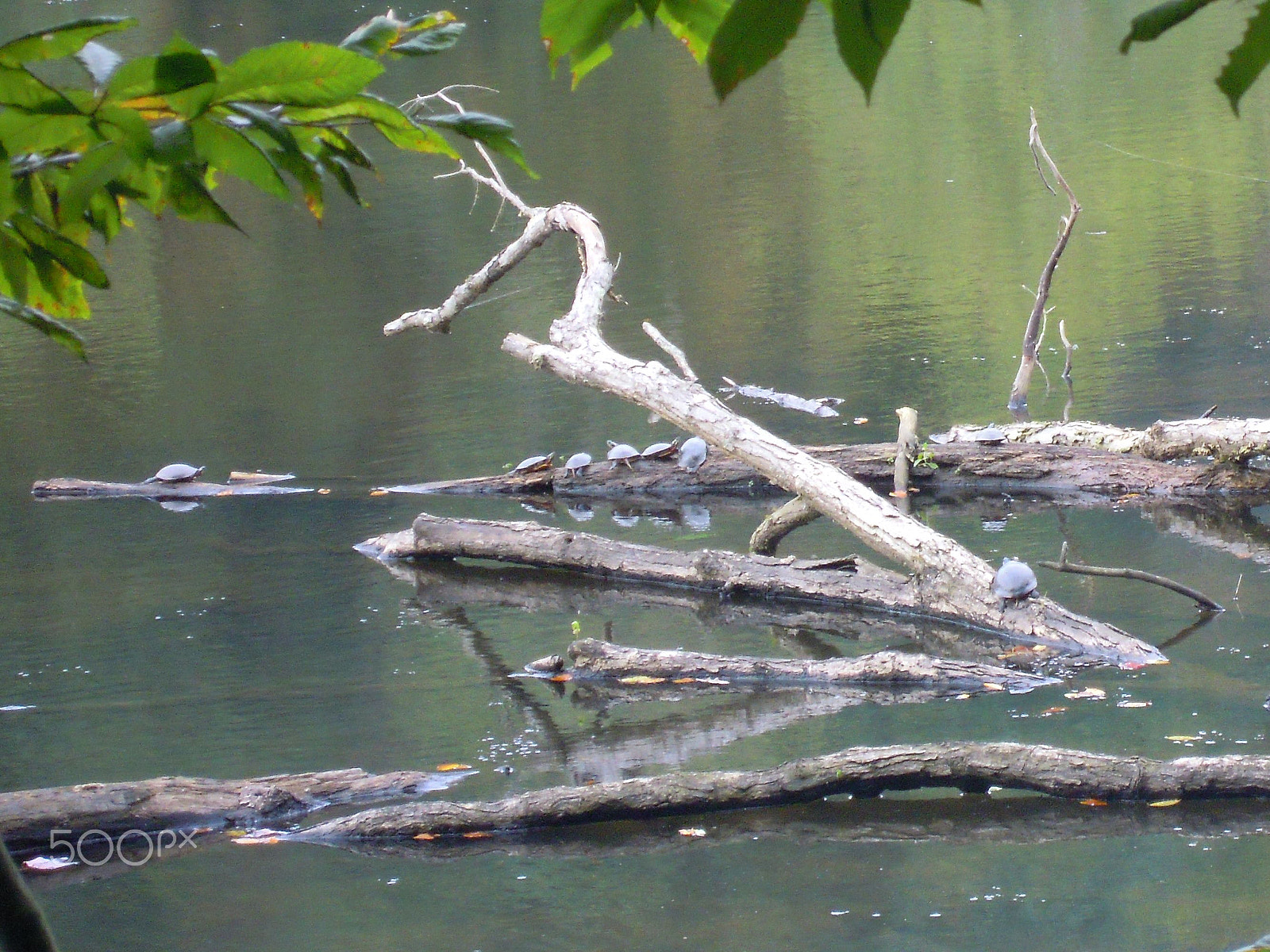 Nikon Coolpix S5100 sample photo. Turtles at pike lake photography