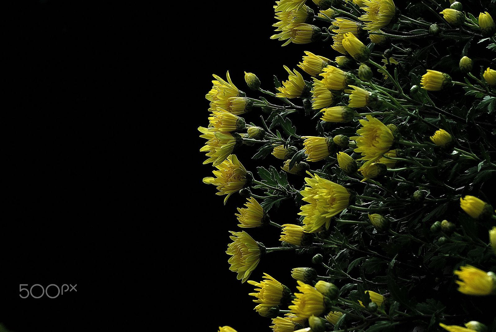 Nikon D200 sample photo. Kobe chrysanthemum exhibition～神戸菊花展～ photography