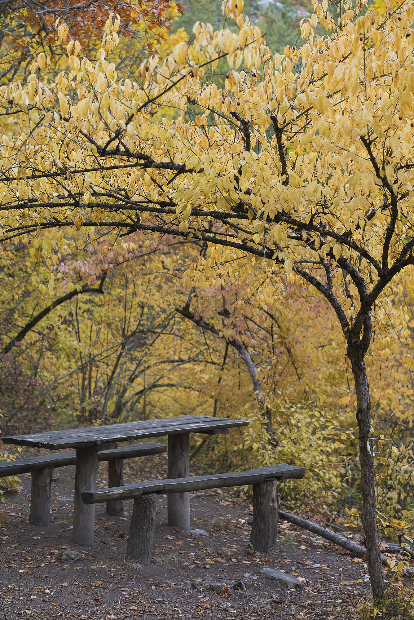 Sony a7S II + Sony Sonnar T* FE 55mm F1.8 ZA sample photo. Lonely bench in autumn forest photography