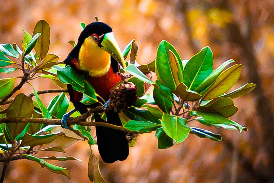 Nikon AF-S Micro-Nikkor 105mm F2.8G IF-ED VR sample photo. Tucano jun photography