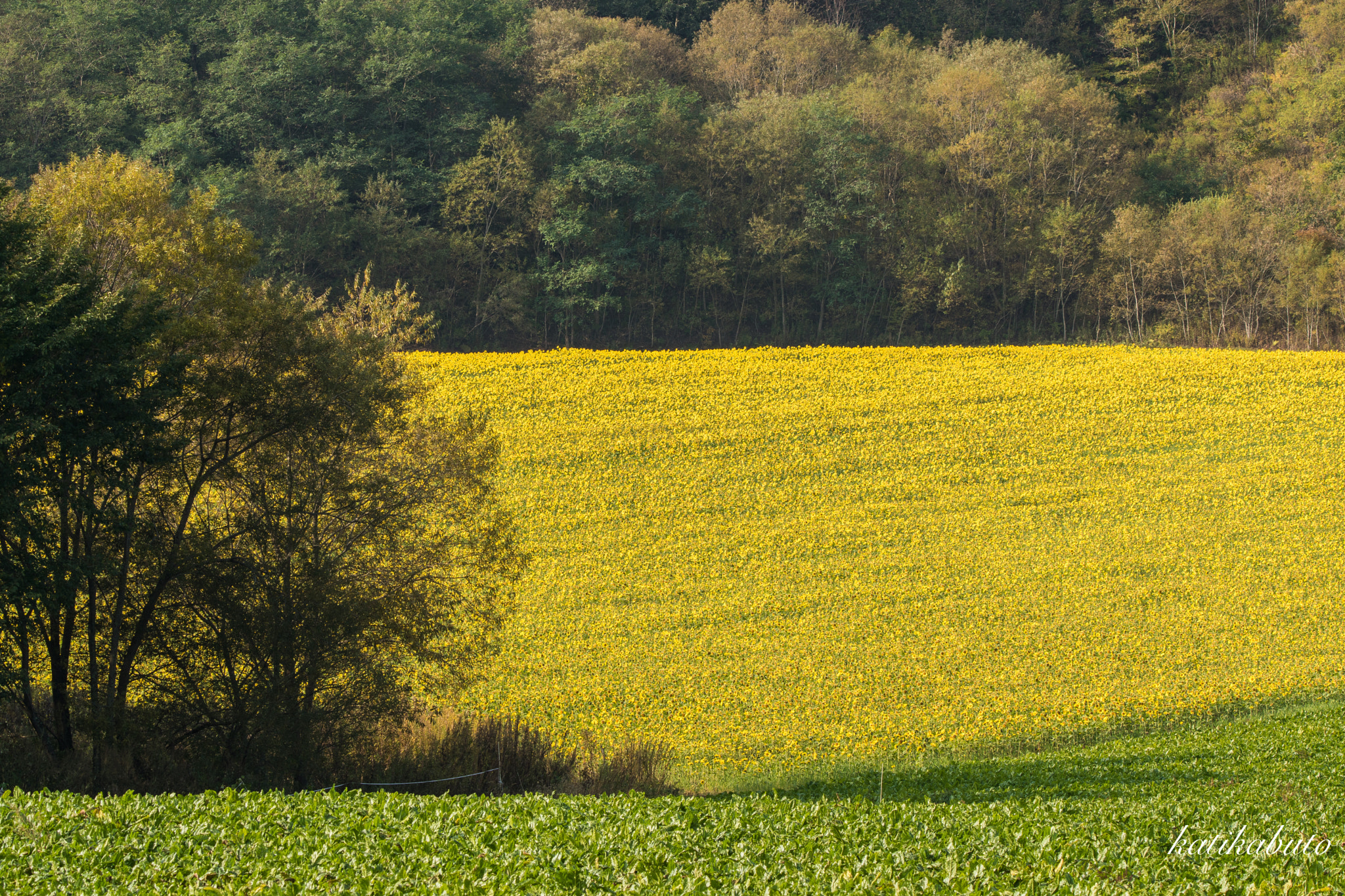 Sony ILCA-77M2 + Tamron SP 150-600mm F5-6.3 Di VC USD sample photo. Autumn sunflower field photography