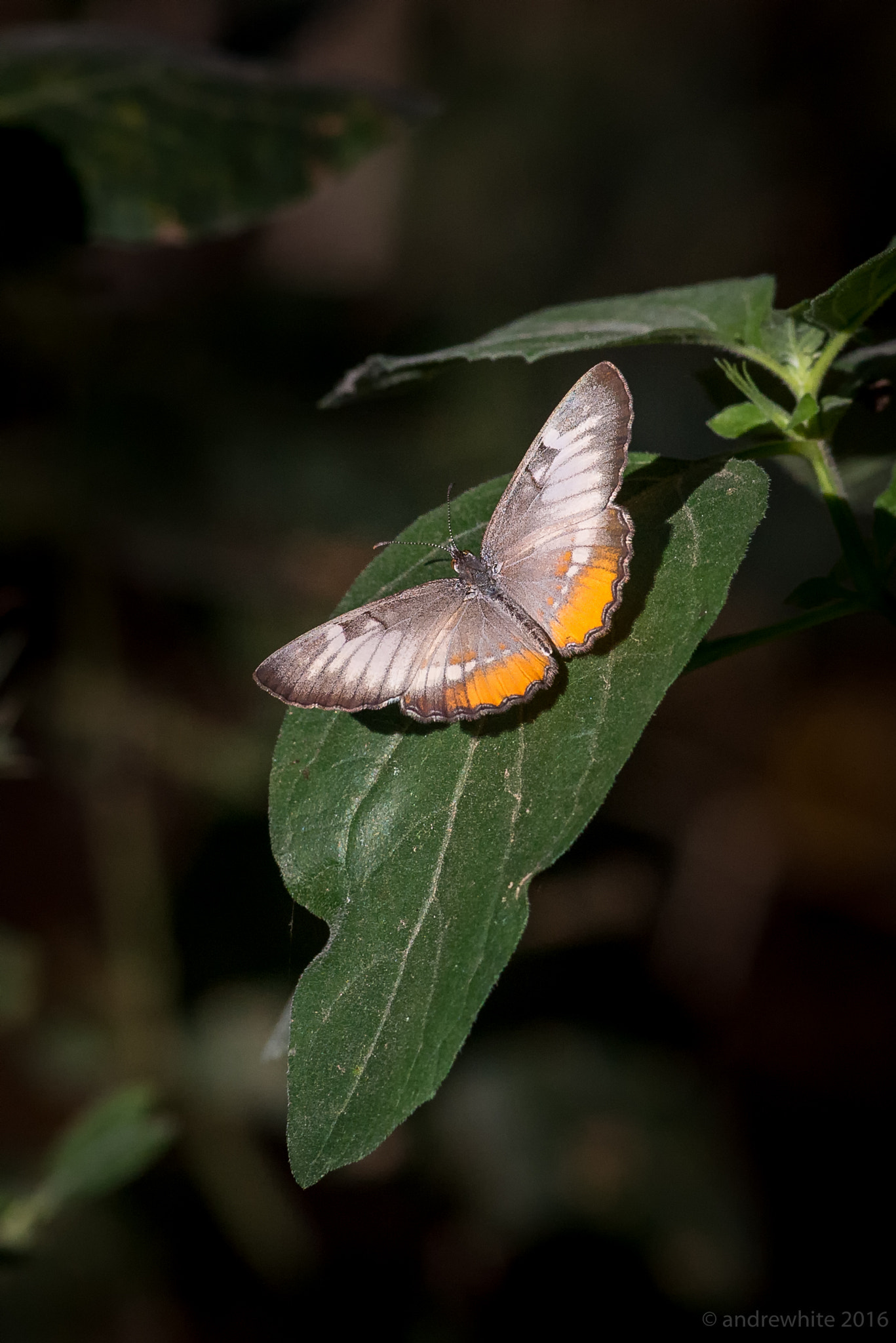 Nikon AF-S Nikkor 300mm F2.8G ED VR II sample photo. The elegant, but common mestra photography