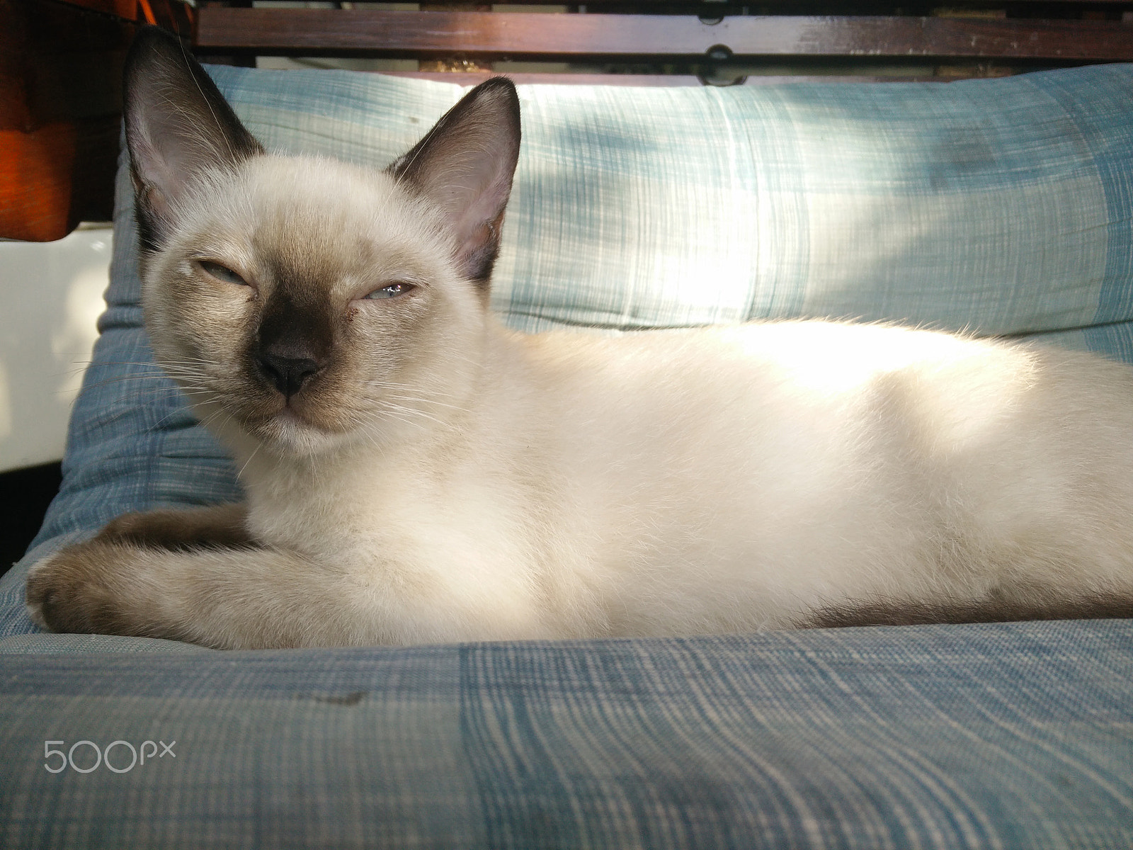 OPPO Find7 sample photo. Siamese cat lay down in the cushion photography