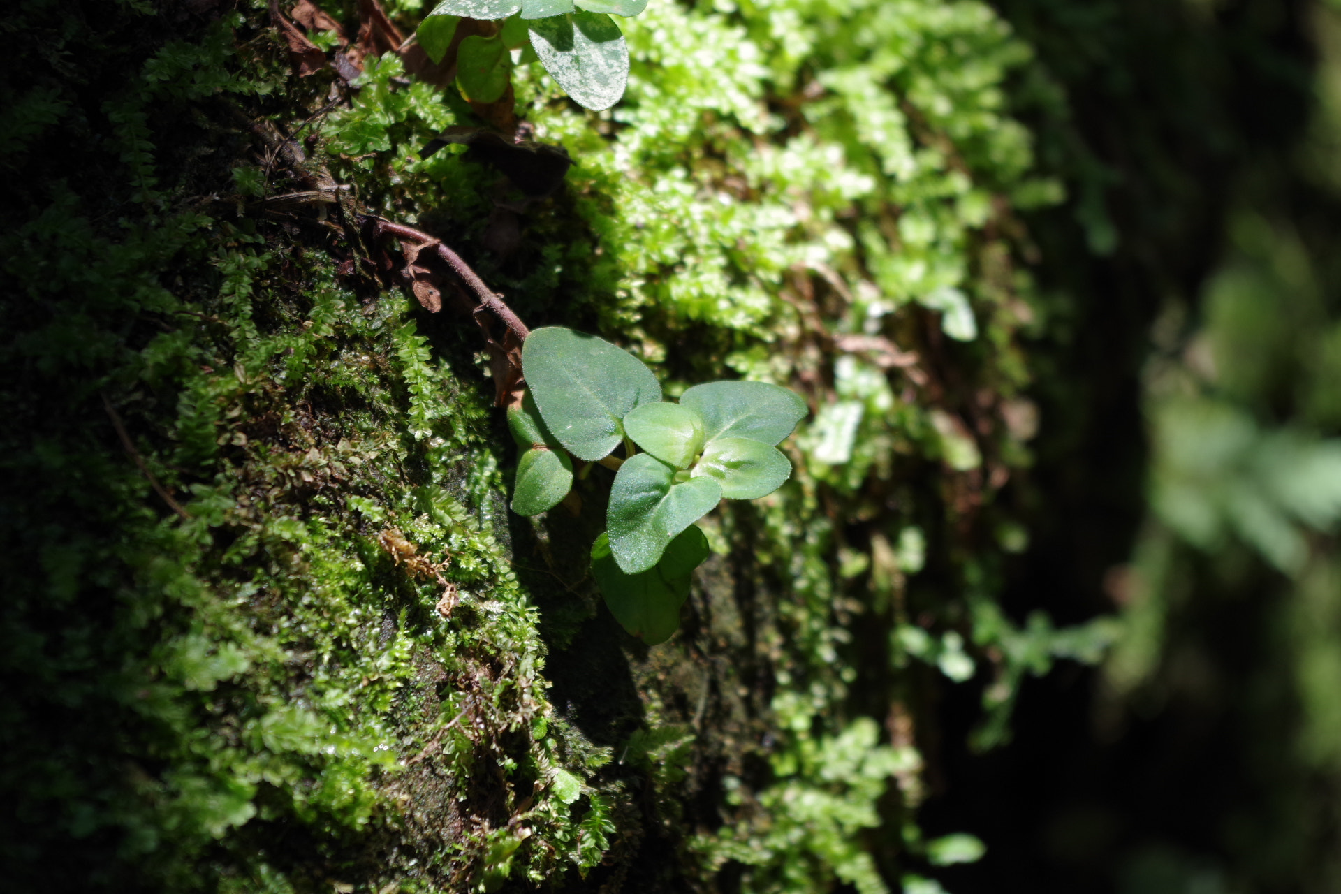 Pentax K-S2 sample photo