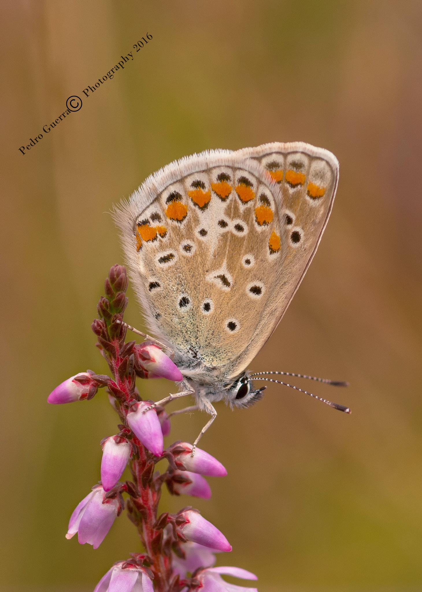 Canon EF 100mm F2.8 Macro USM sample photo. Butterfly photography