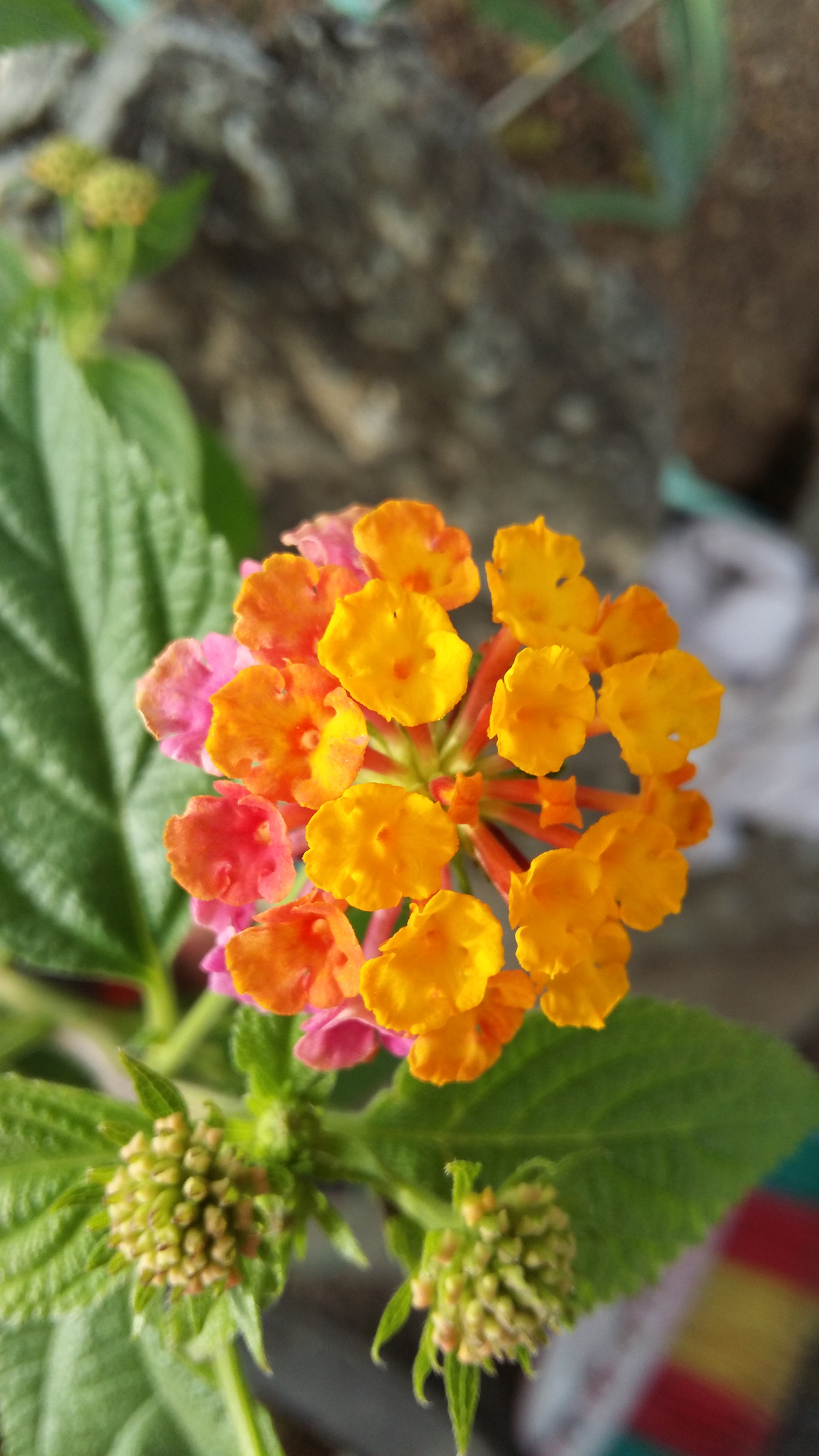 Samsung Galaxy Grand-Max sample photo