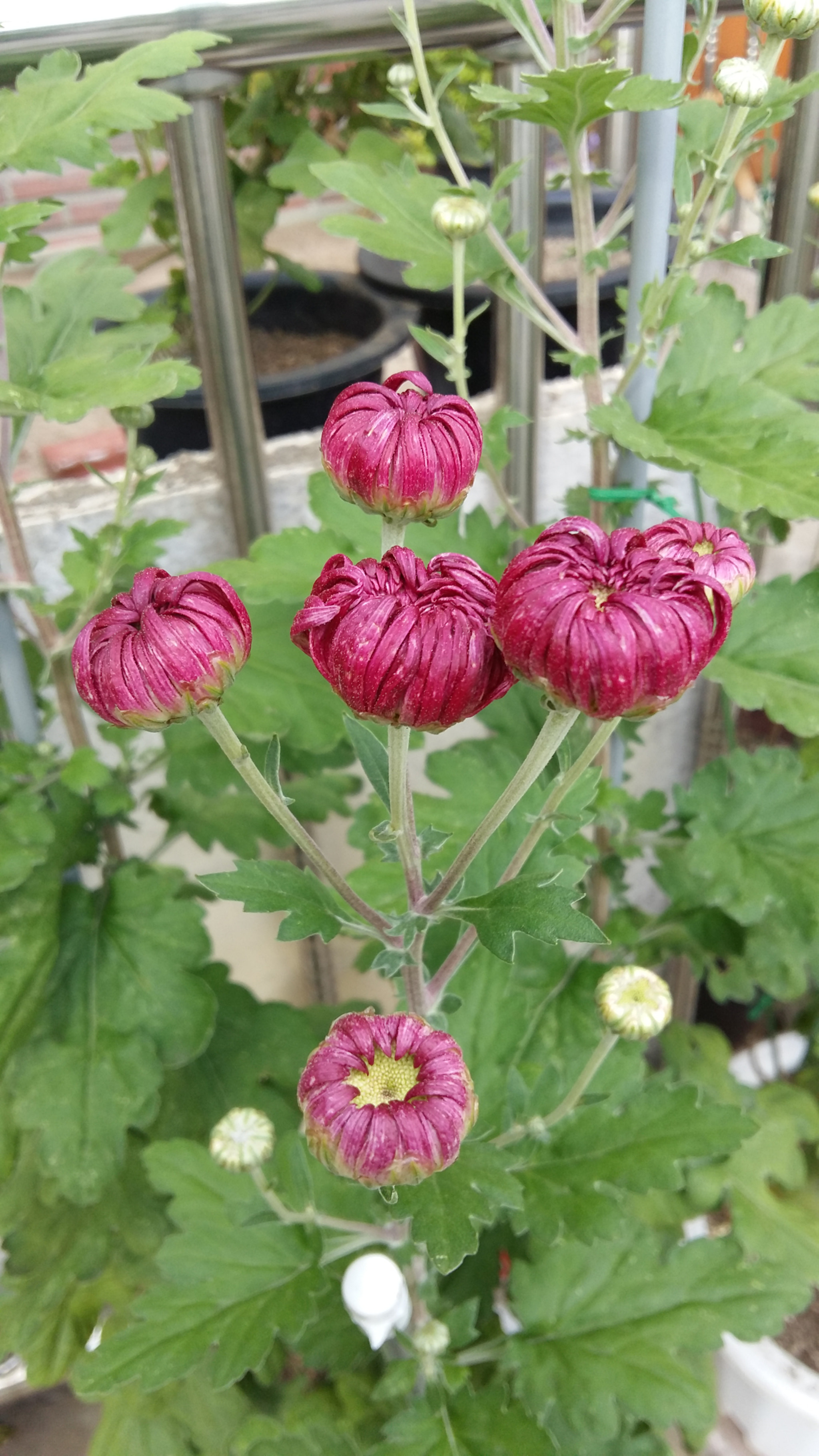 Samsung Galaxy Grand-Max sample photo