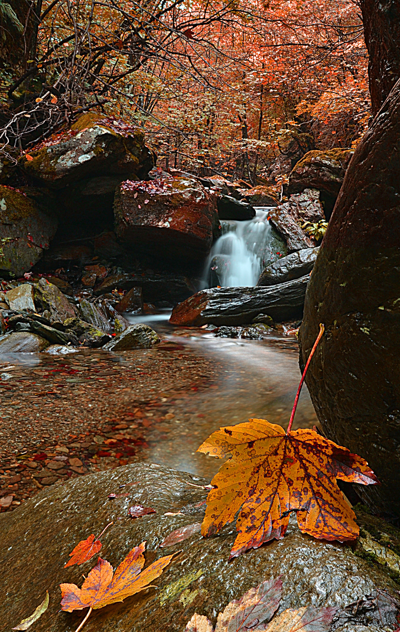 Nikon D3100 + Sigma 10-20mm F3.5 EX DC HSM sample photo. Falling leaf photography
