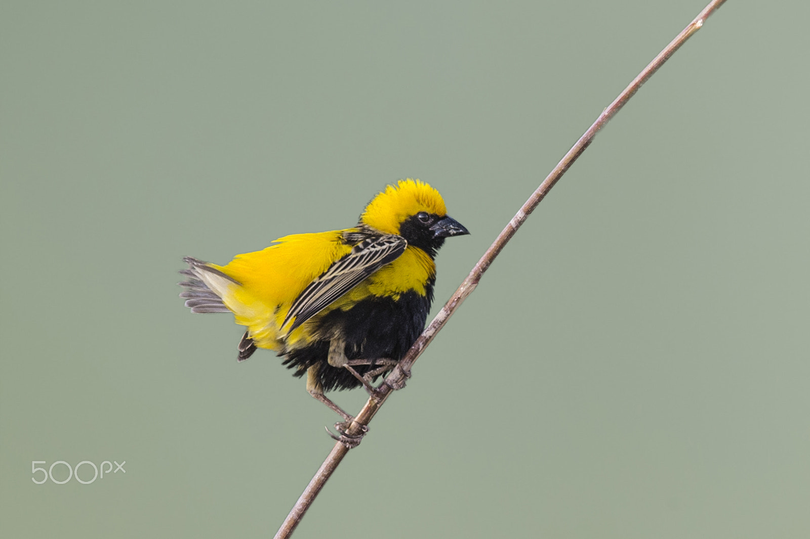Nikon AF-S Nikkor 400mm F2.8G ED VR II sample photo. Golden bishop weaver photography
