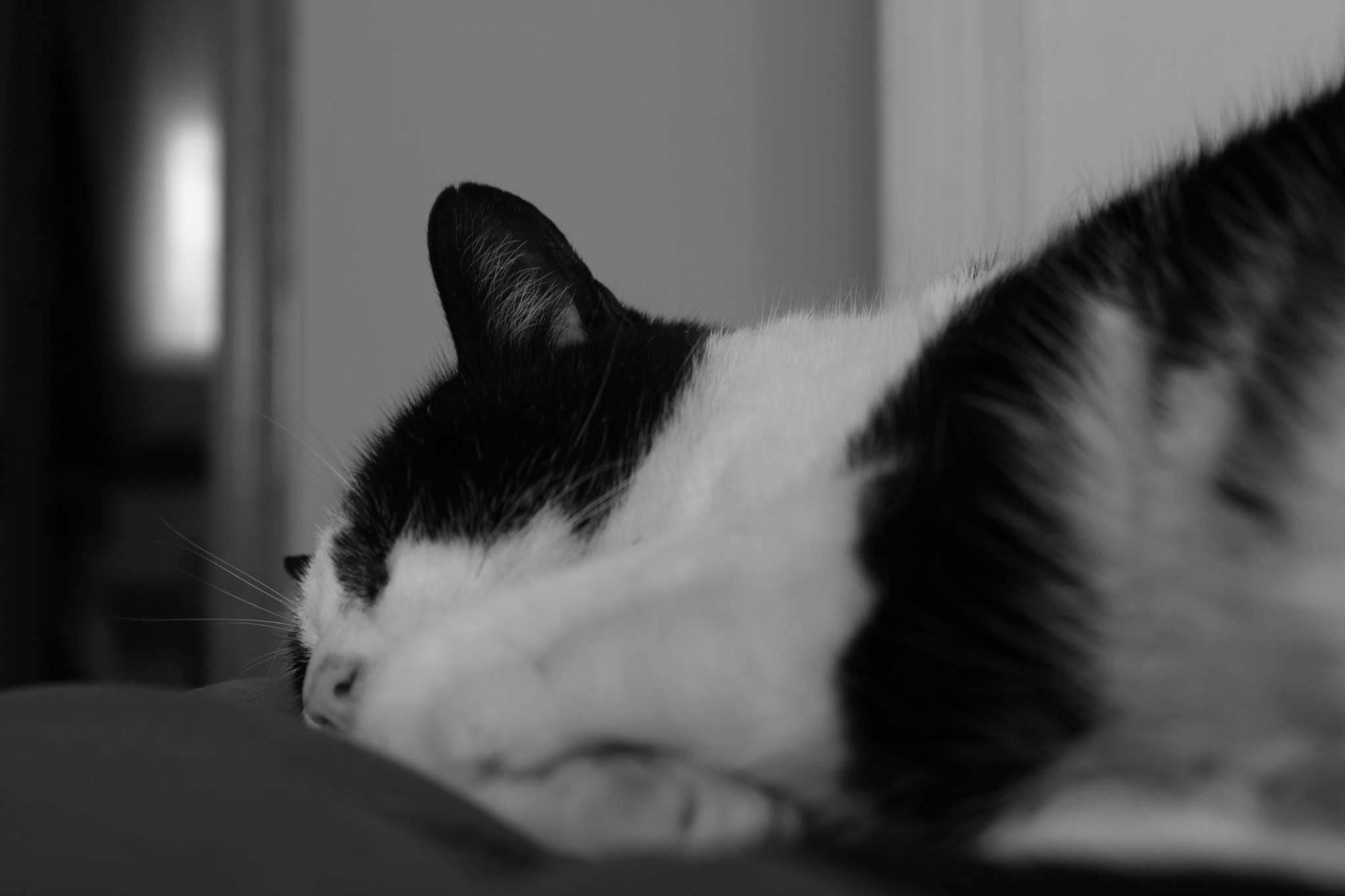 Canon EF-S 18-55mm F3.5-5.6 IS sample photo. The king bw#2 photography