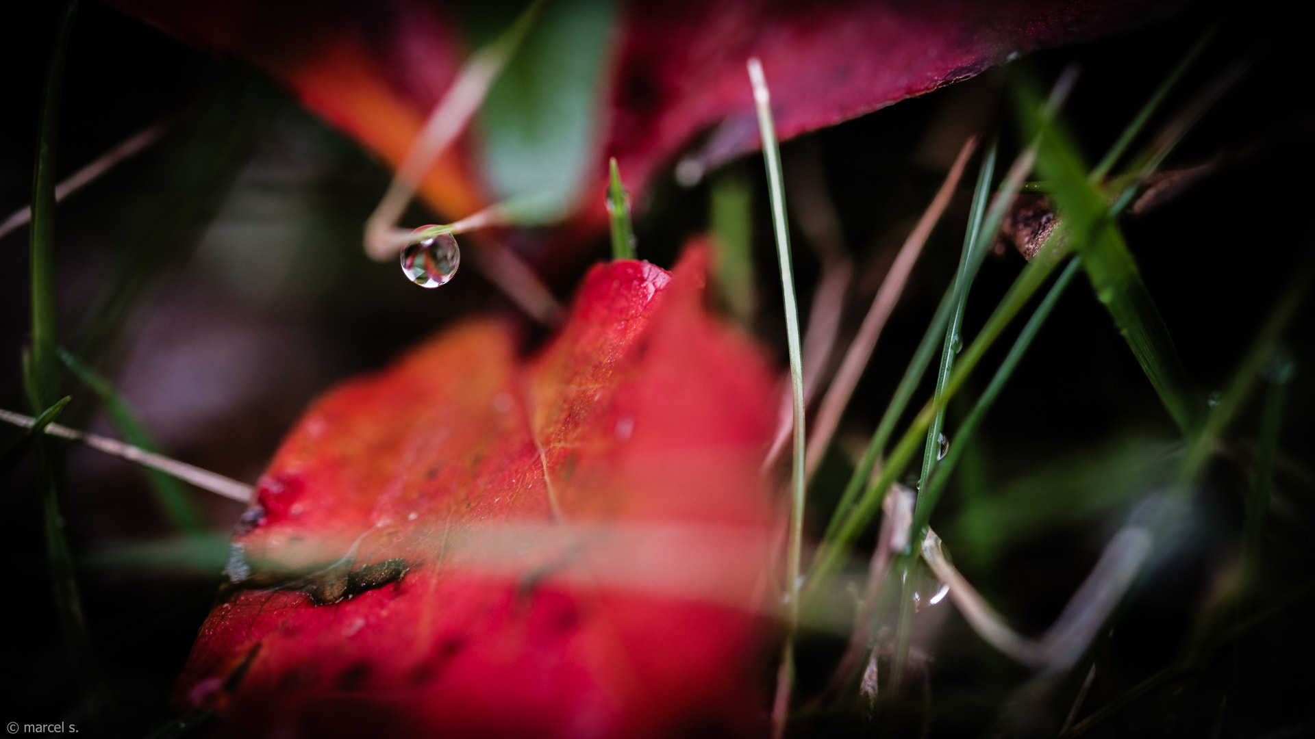 Fujifilm X-T2 + Fujifilm XF 60mm F2.4 R Macro sample photo. Alone rain drop photography