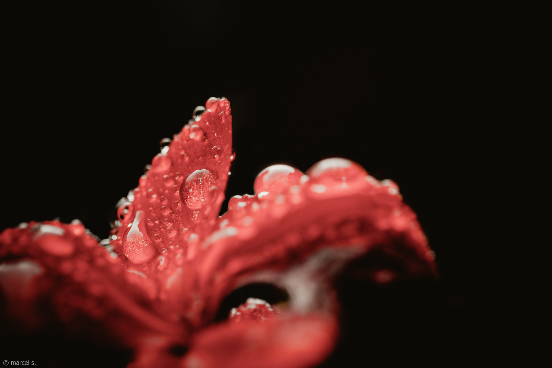 Fujifilm X-T2 + Fujifilm XF 60mm F2.4 R Macro sample photo. Red flower in rain photography