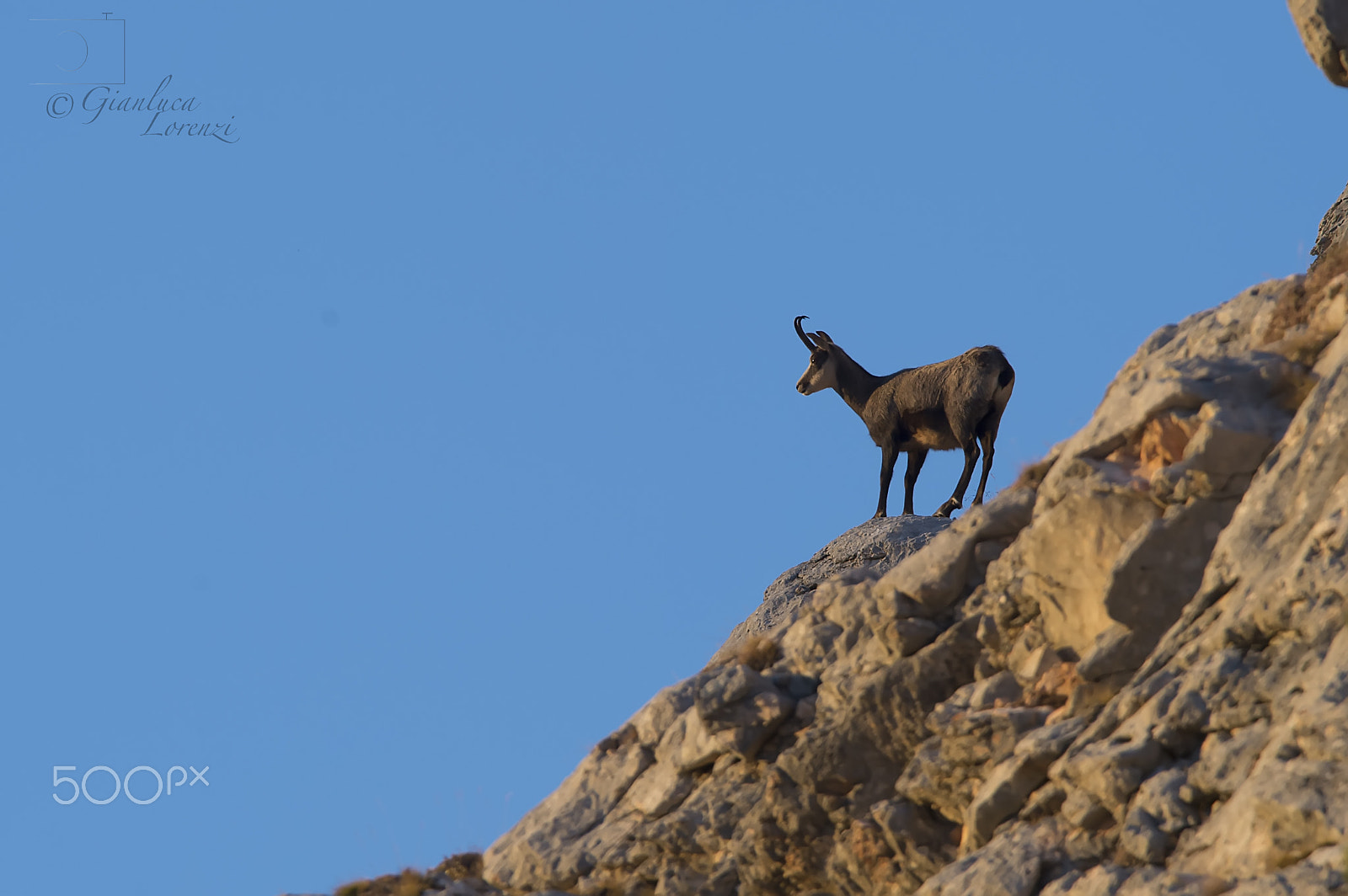 AF-S Nikkor 300mm f/2.8D IF-ED II sample photo. Camoscio con il tramonto photography