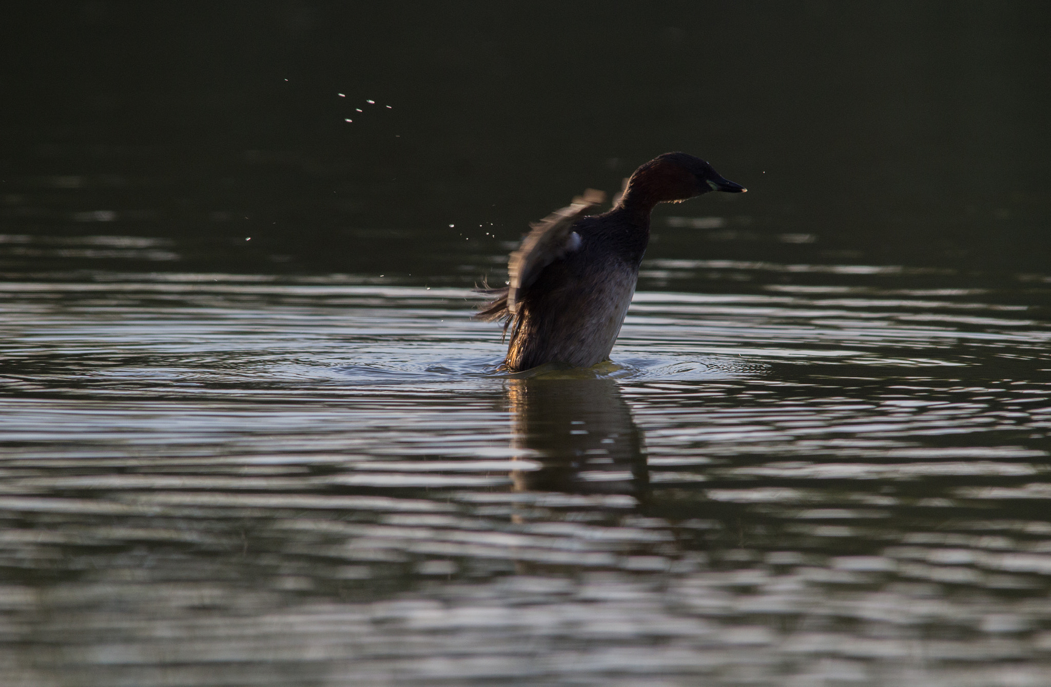 Sigma 150-500mm F5-6.3 DG OS HSM sample photo. Tuffetto photography