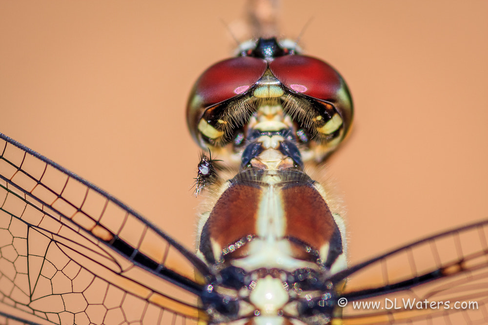Canon EOS 40D + Canon EF 400mm F5.6L USM sample photo. Dragonfly eye photography