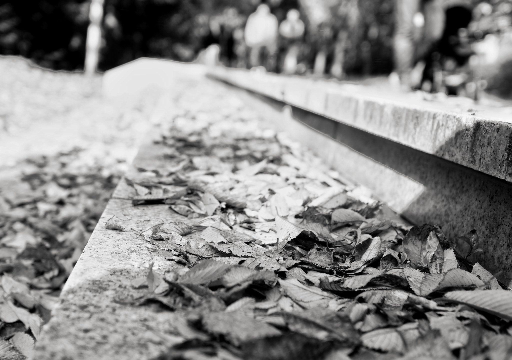 Sony a6000 + Sony Sonnar T* E 24mm F1.8 ZA sample photo. Fallen leaves and stairs photography