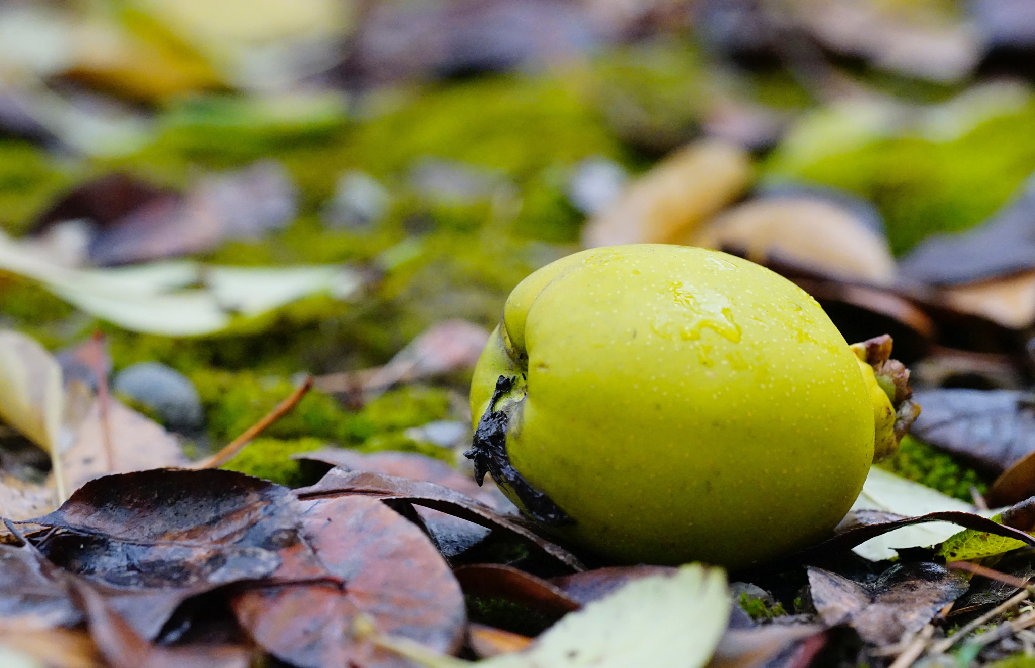 Sony a7 II + Sony FE 90mm F2.8 Macro G OSS sample photo. 秋實 photography