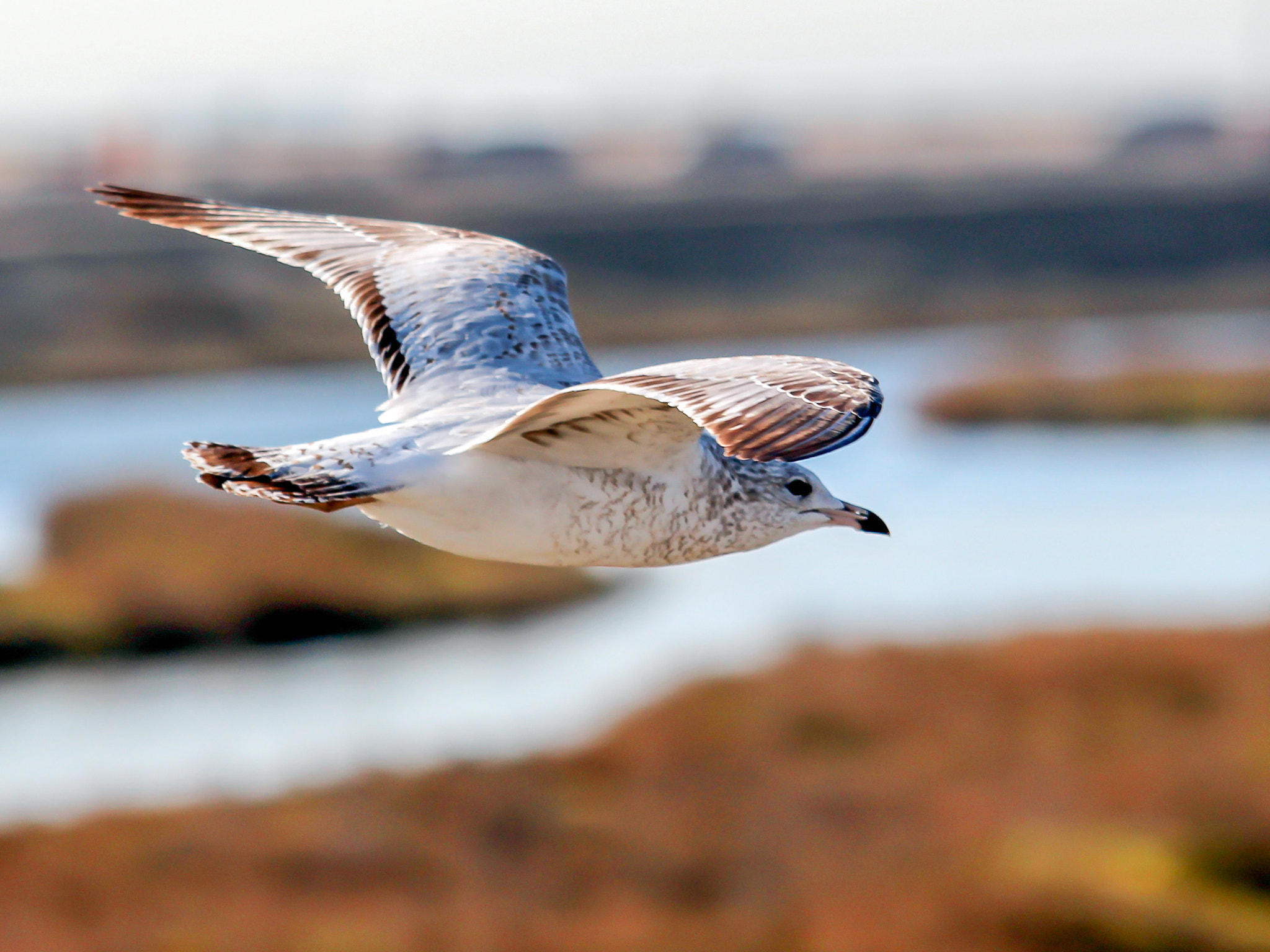 Canon EOS 650D (EOS Rebel T4i / EOS Kiss X6i) sample photo. Seagull at bolsa chica photography