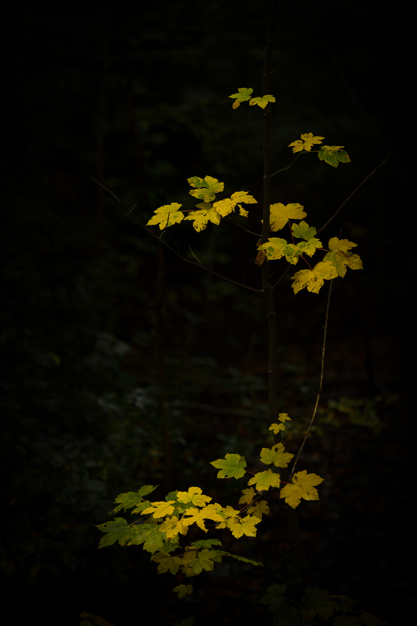 Canon EOS 5D Mark IV + Canon EF 135mm F2L USM sample photo. Yellow leafs photography