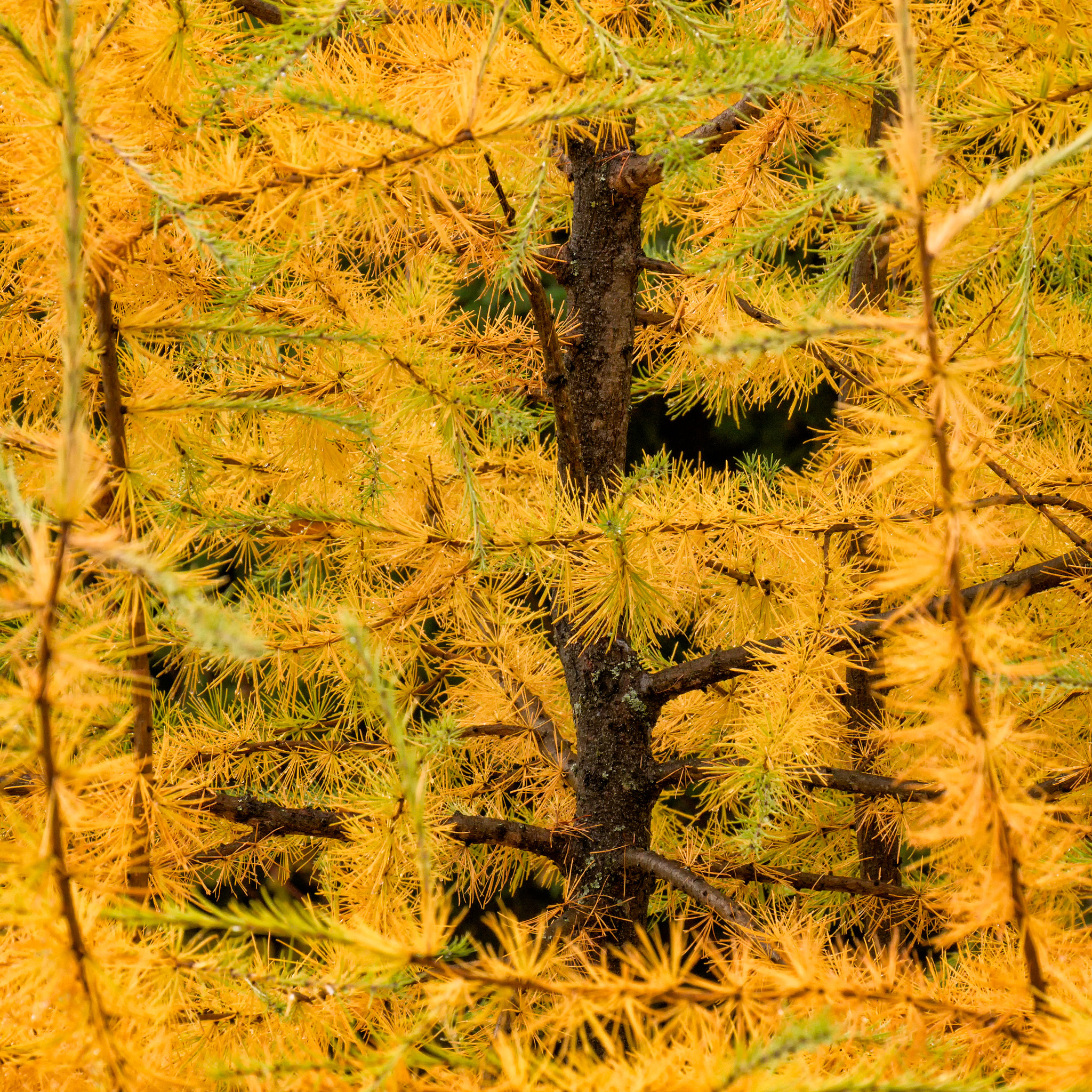 Sony E 18-200mm F3.5-6.3 OSS sample photo. 'tamarack' (larix laricina) photography