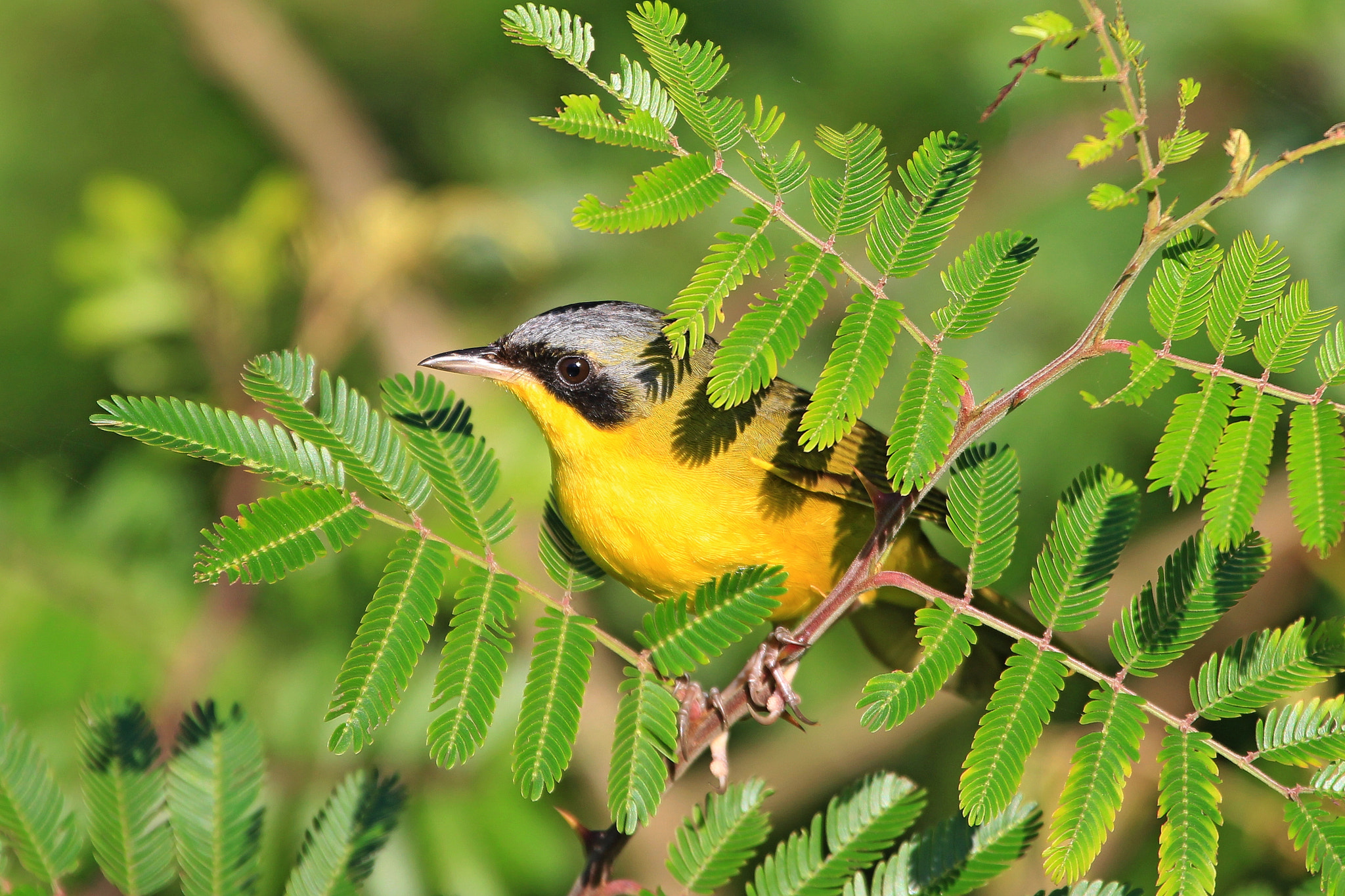 Canon EF 100-400mm F4.5-5.6L IS USM sample photo. Masked yellowthroat - male photography