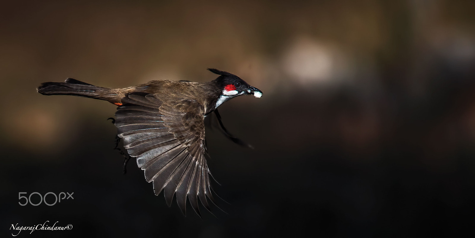 Nikon Nikkor AF-S 300mm F4E PF ED VR sample photo. Red whiskered bulbul photography