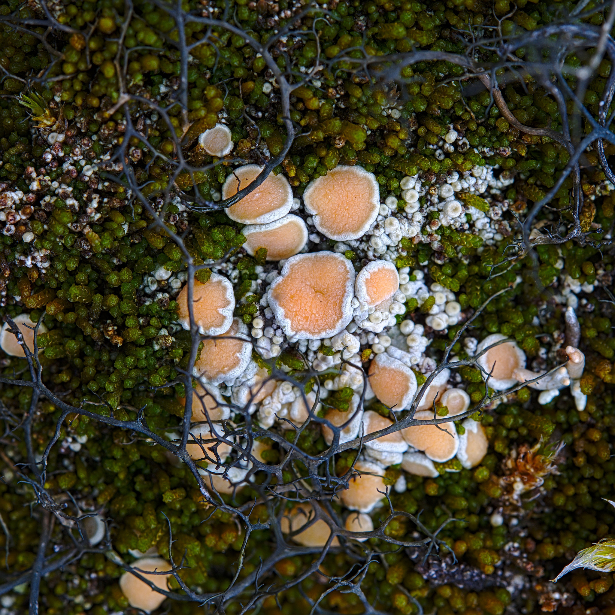 Nikon AF-S Micro-Nikkor 60mm F2.8G ED sample photo. Ochrolechia tartarea photography
