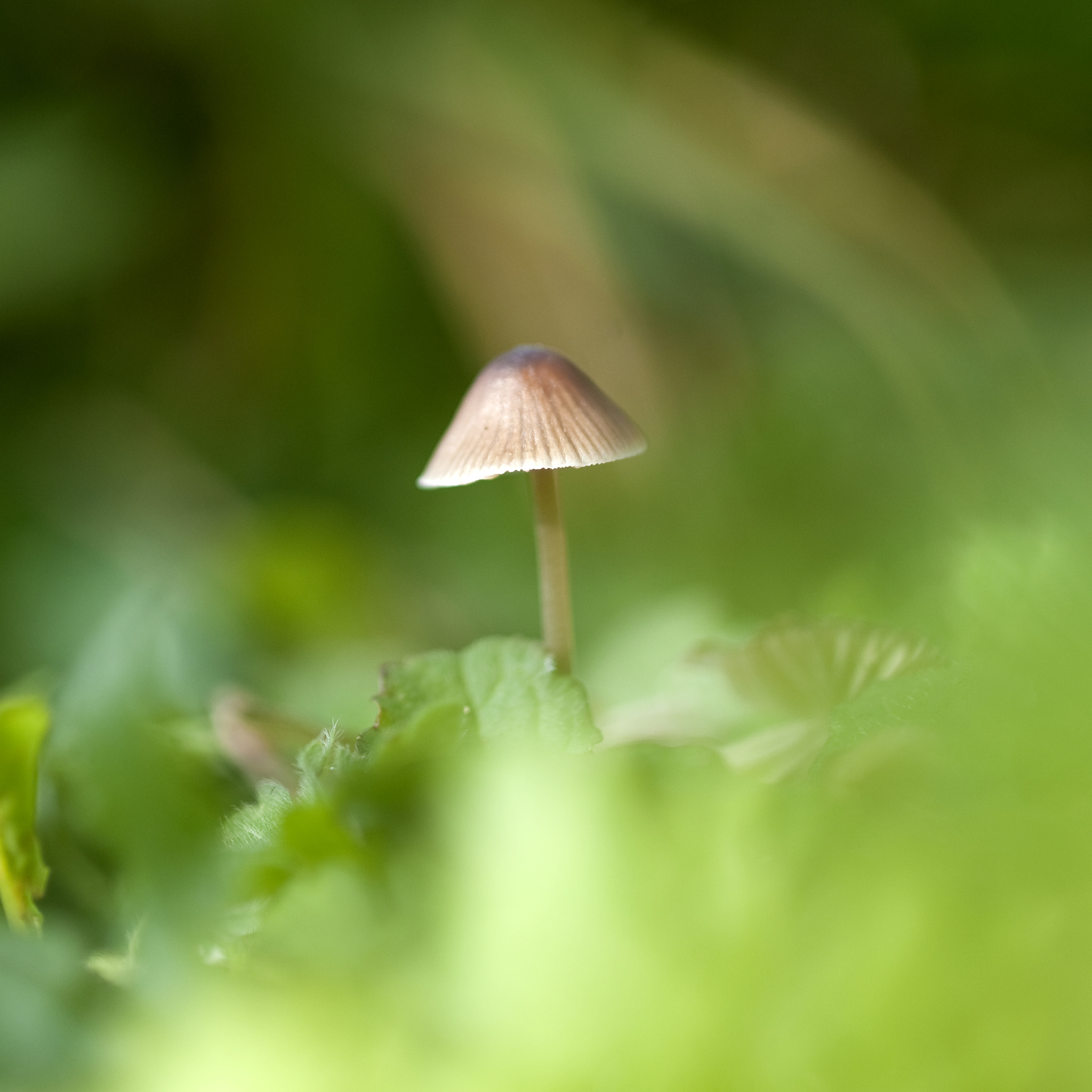 Nikon D3 sample photo. Paddestoel photography