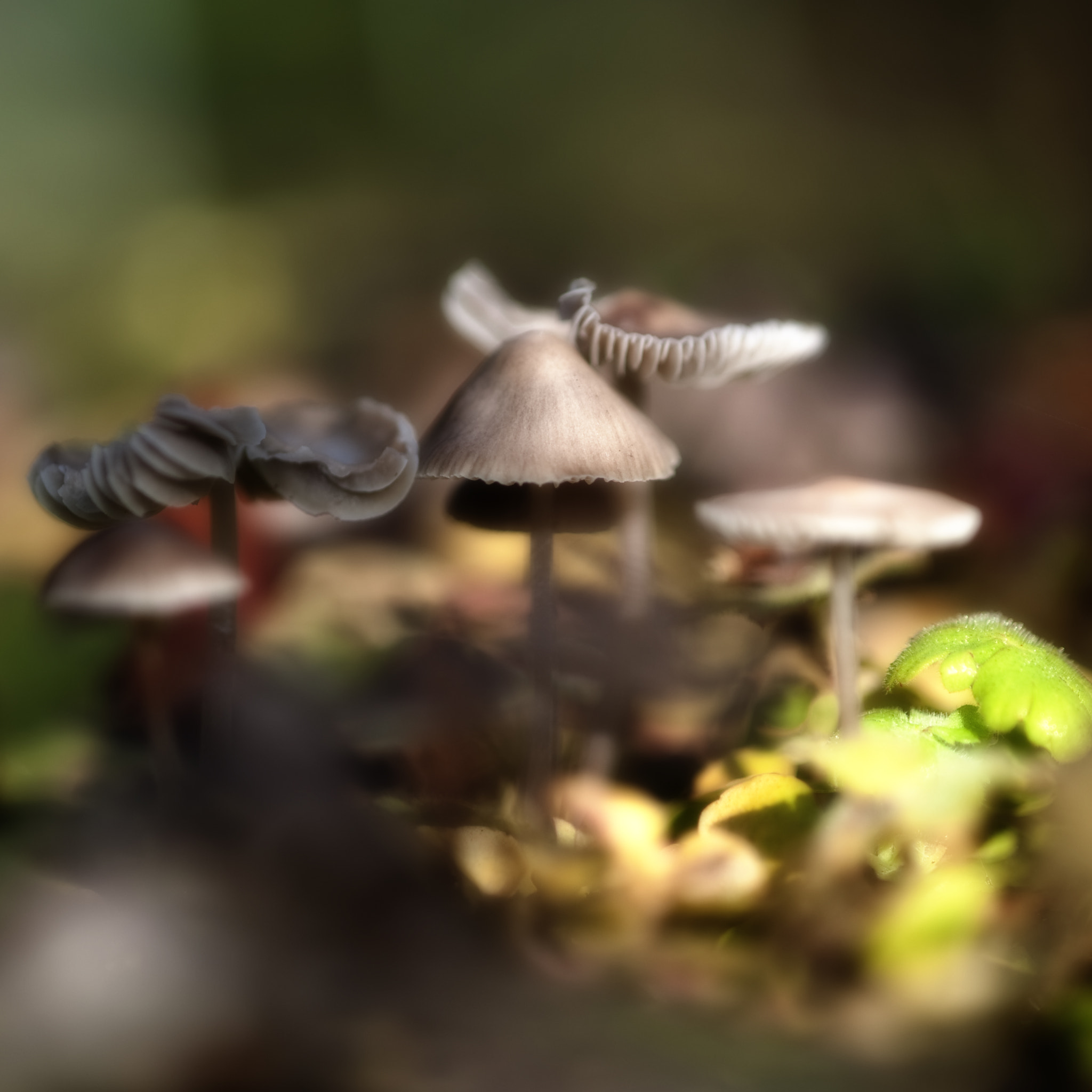 Nikon D3 sample photo. Paddestoel photography