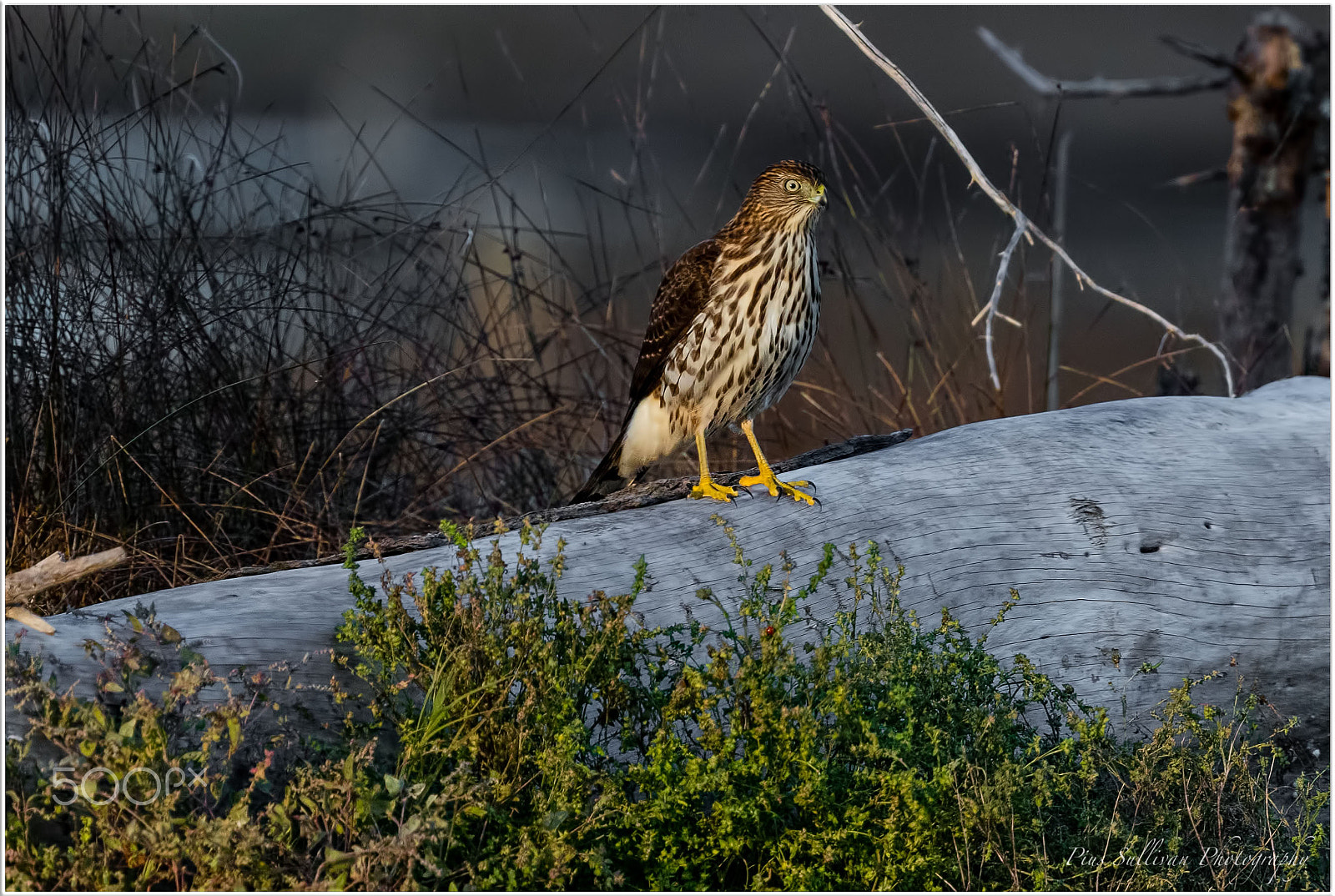 Canon EOS 5DS R + Canon EF 400mm F4 DO IS II USM sample photo. Coopers hawk photography