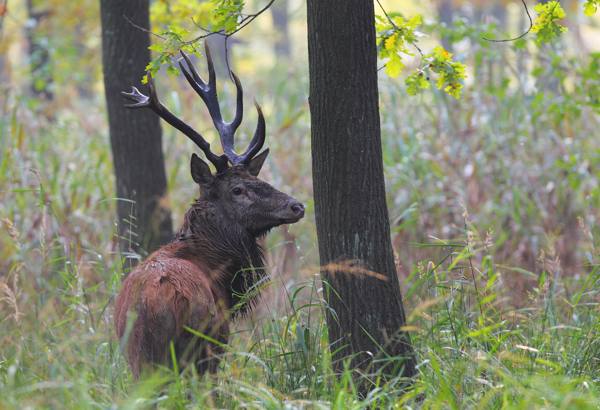 Canon EF 300mm F2.8L IS USM sample photo. Red deer photography