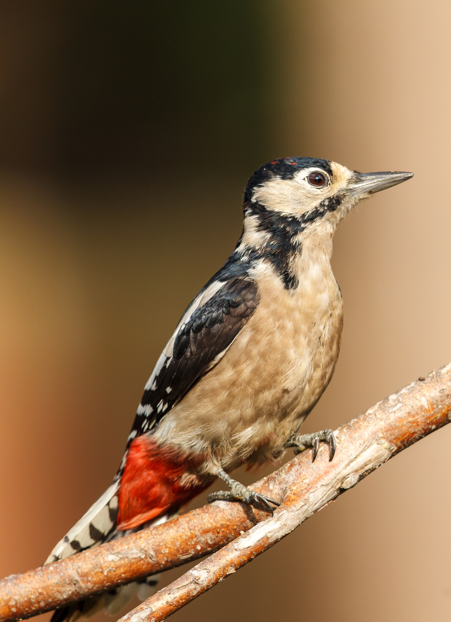 Canon EF 500mm F4L IS II USM sample photo. Greater spotted woodpecker photography