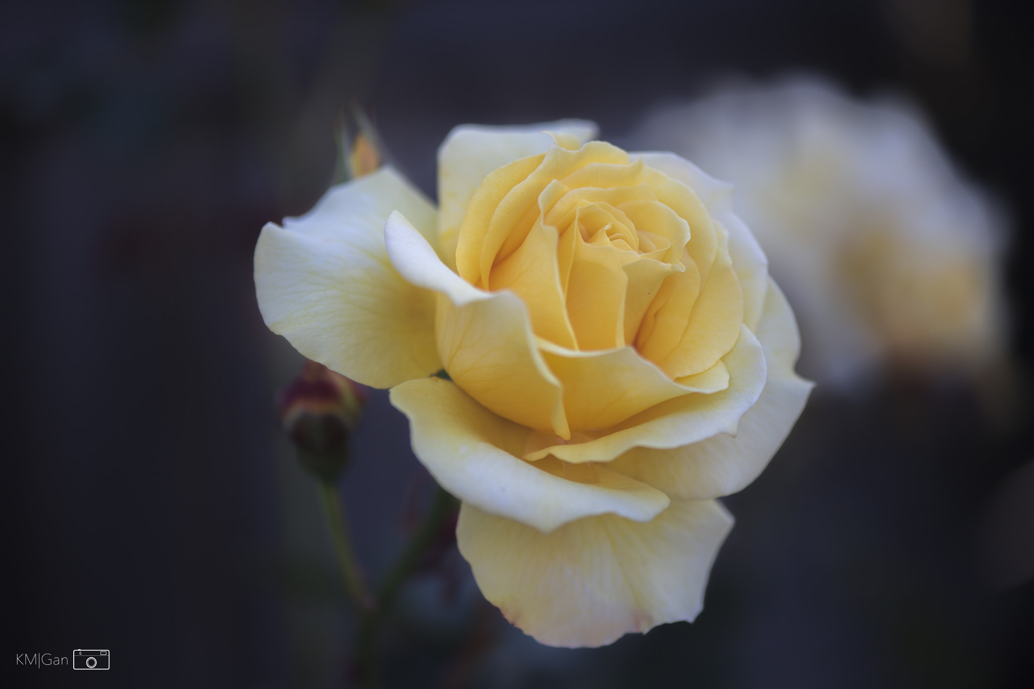 Nikon D5 sample photo. Rose photography