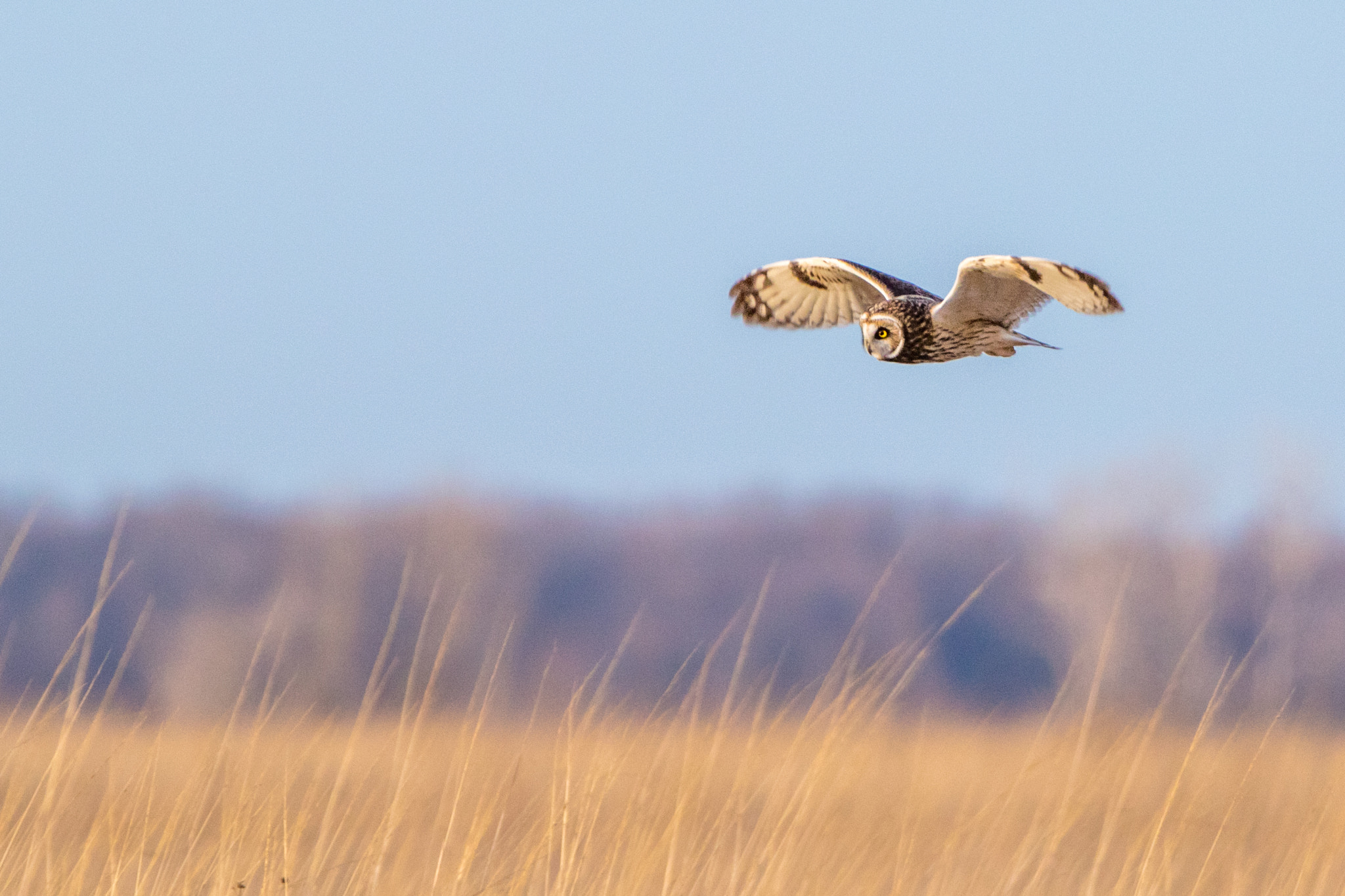Canon EOS 7D Mark II + Canon EF 200-400mm F4L IS USM Extender 1.4x sample photo. Short-eared owl photography