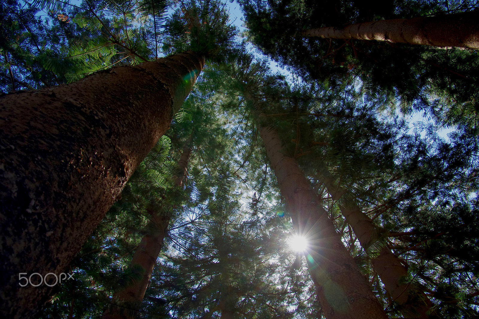 Pentax smc DA* 16-50mm F2.8 ED AL (IF) SDM sample photo. Forest photography