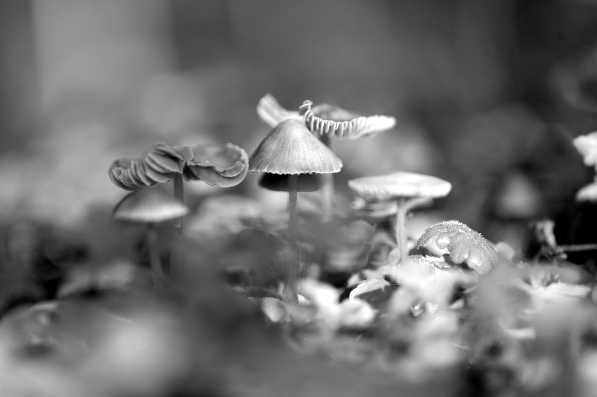 Nikon D3 sample photo. Paddestoel photography