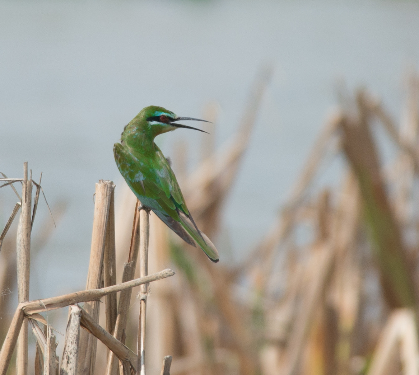Nikon D610 + Nikon AF-S Nikkor 300mm F4D ED-IF sample photo. Warwar photography